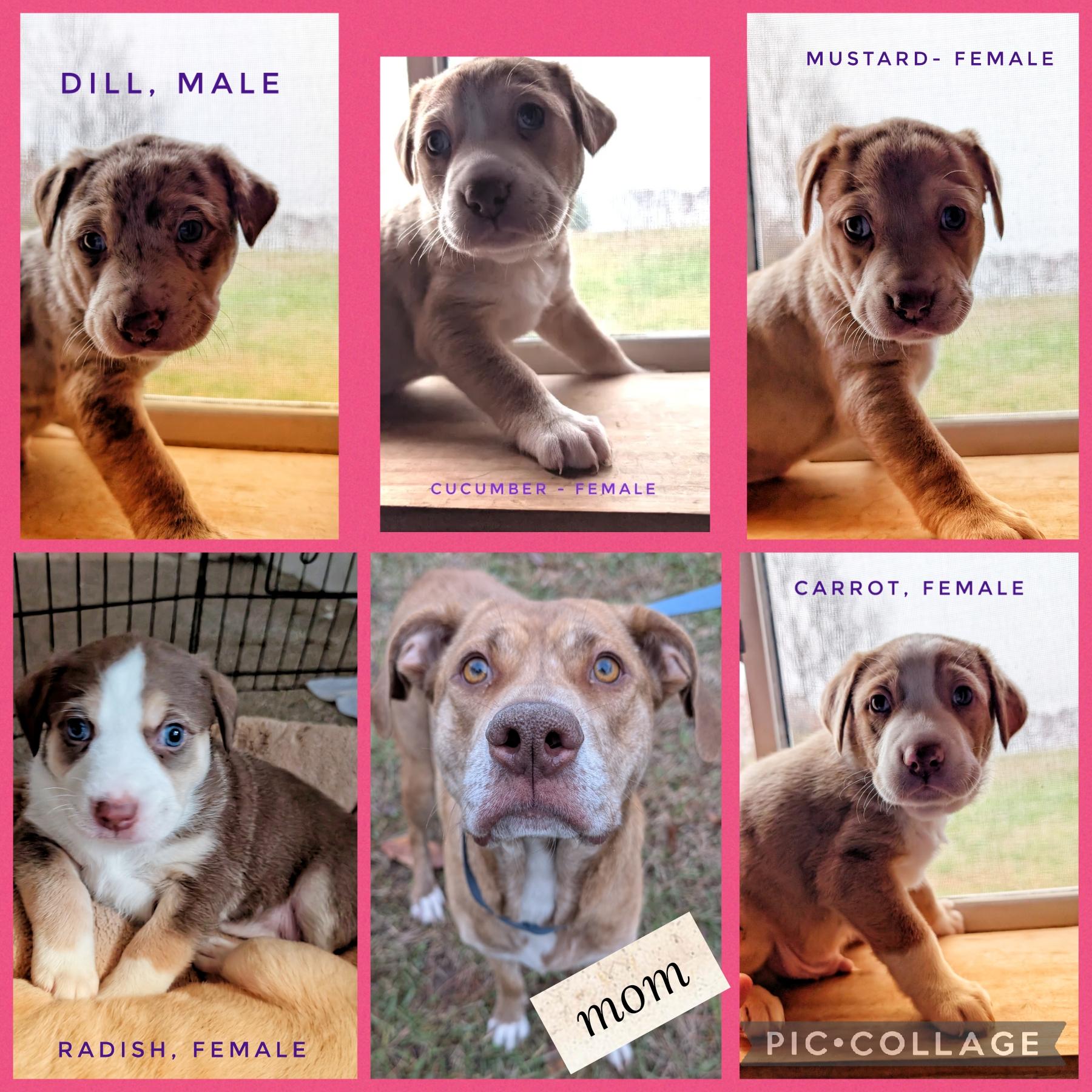 Carrot, an adopted mixed breed in Sturgis, MI image 1/6