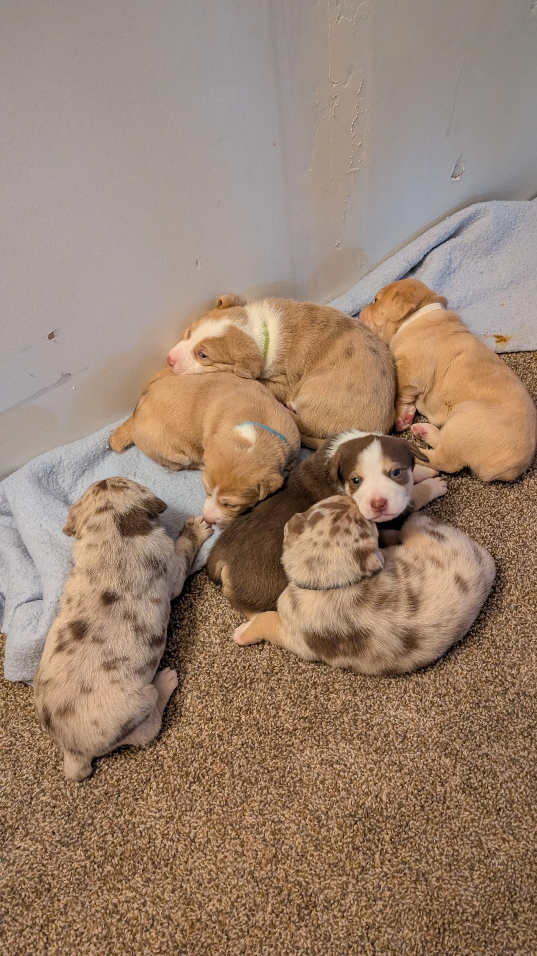 Carrot, an adopted mixed breed in Sturgis, MI image 2/6