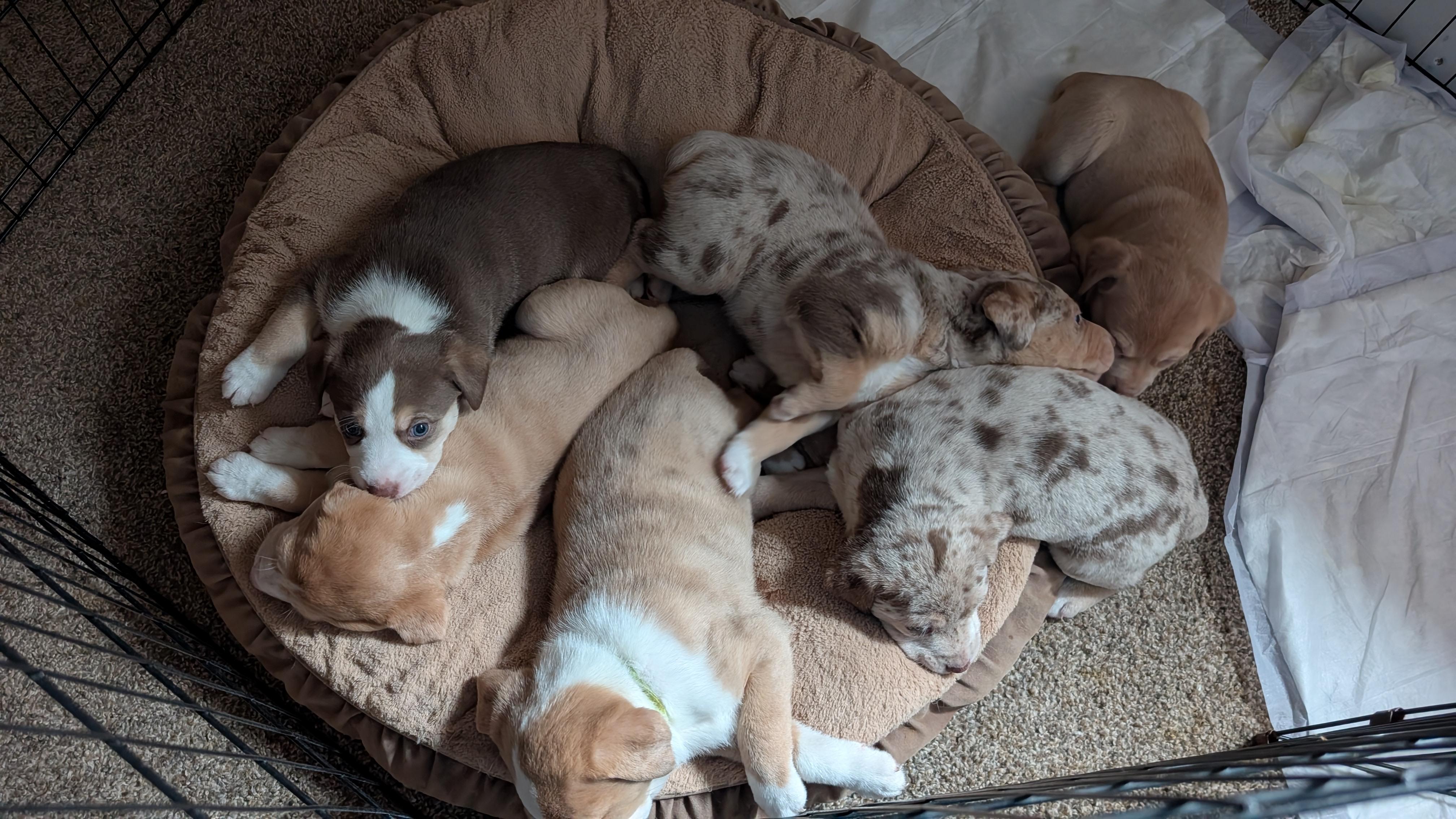 Carrot, an adopted mixed breed in Sturgis, MI image 3/6