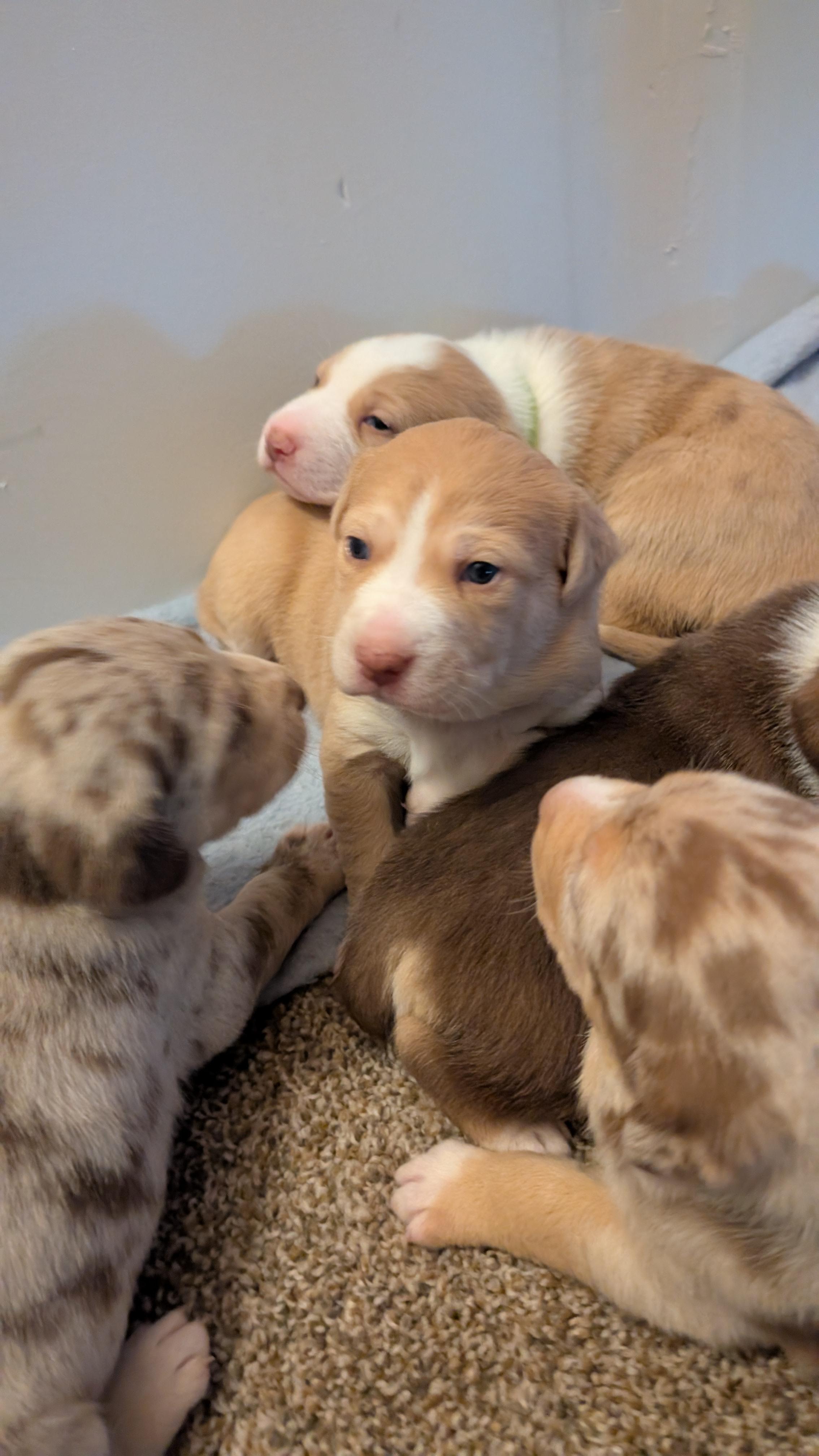 Carrot, an adopted mixed breed in Sturgis, MI image 4/6