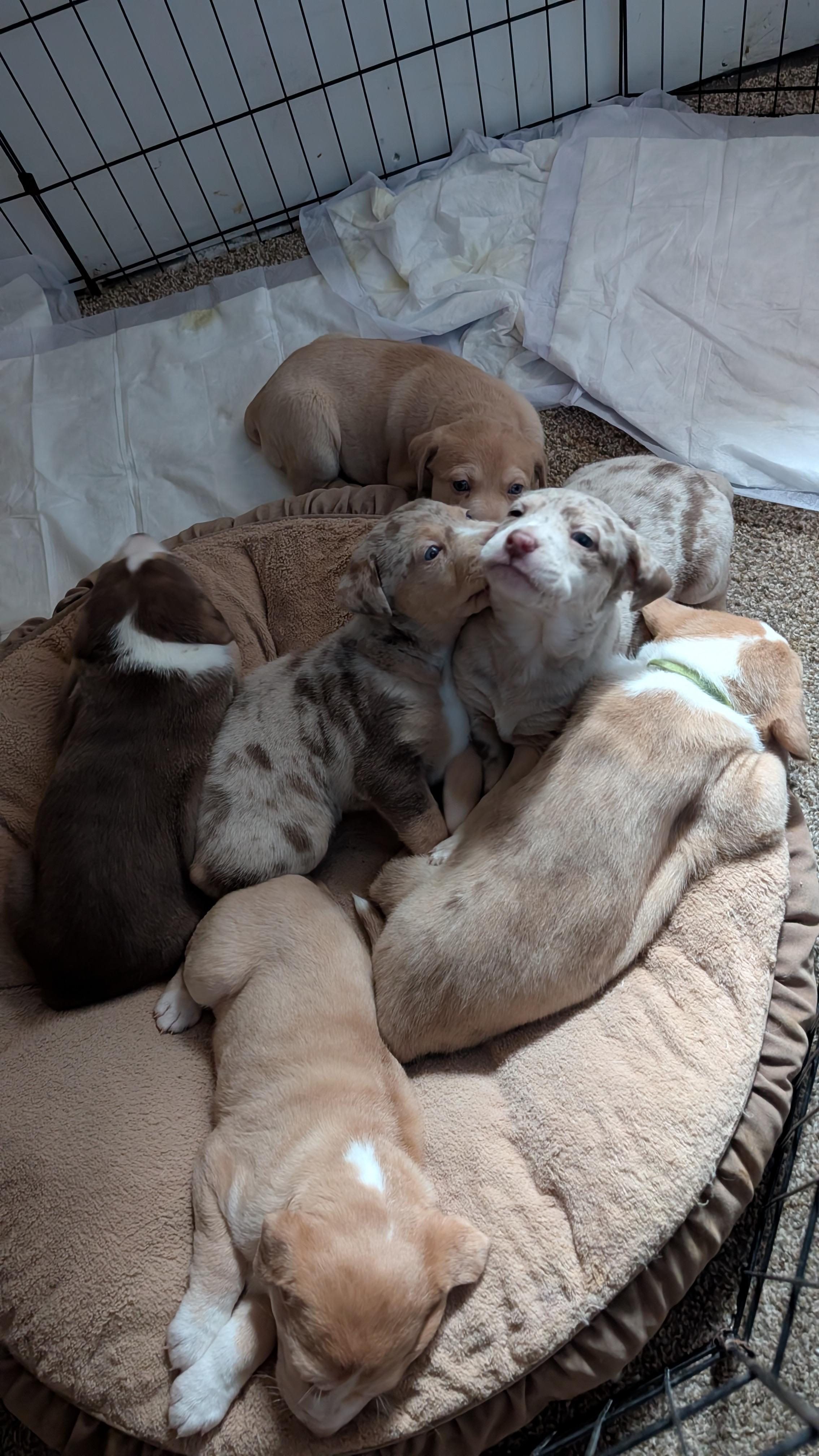 Carrot, an adopted mixed breed in Sturgis, MI image 5/6