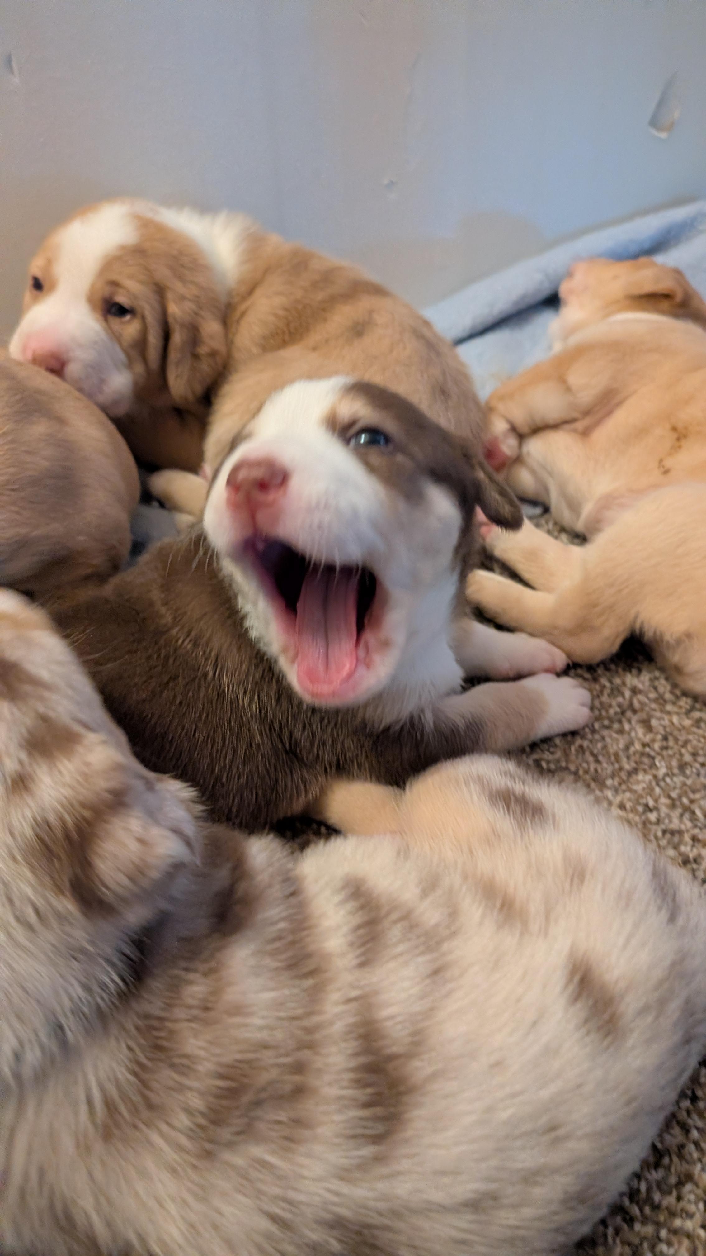 Carrot, an adopted mixed breed in Sturgis, MI image 6/6