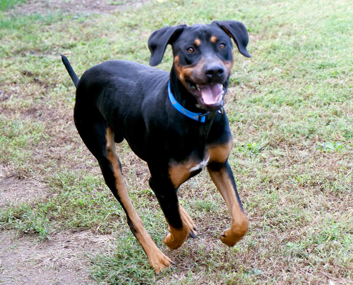 Enlarge Fenrick (AO37617), a Adoptable mixed breed in Kansas City, KS image 6/6