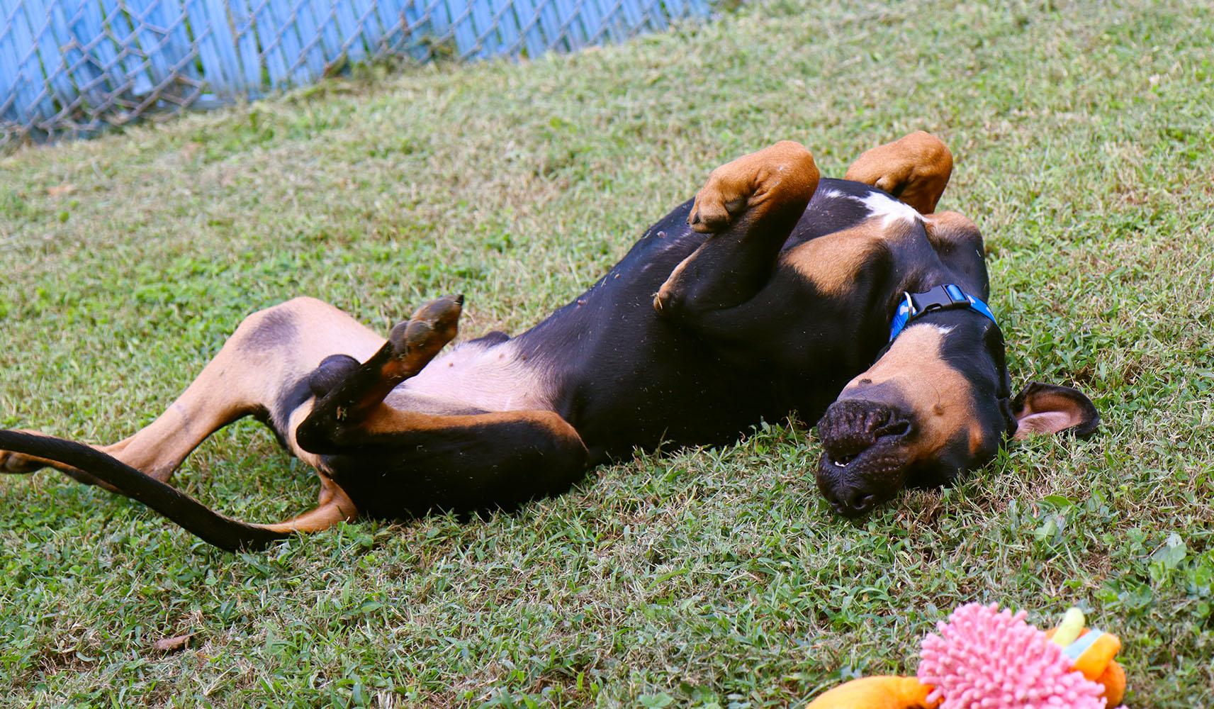 Enlarge Fenrick (AO37617), a Adoptable mixed breed in Kansas City, KS image 3/6