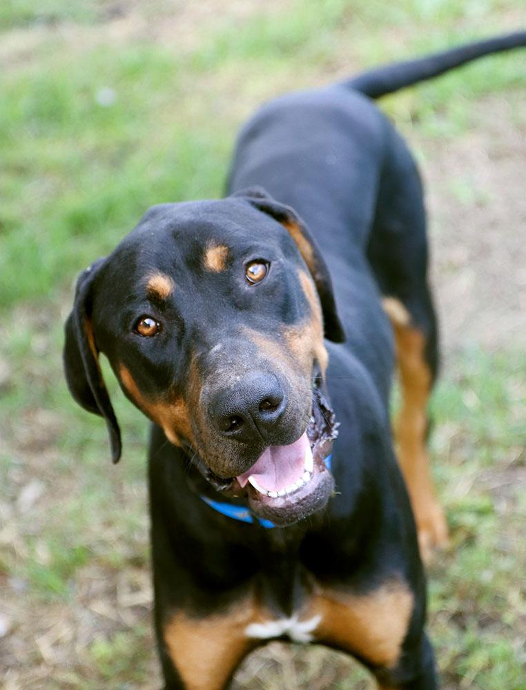Enlarge Fenrick (AO37617), a Adoptable mixed breed in Kansas City, KS image 2/6