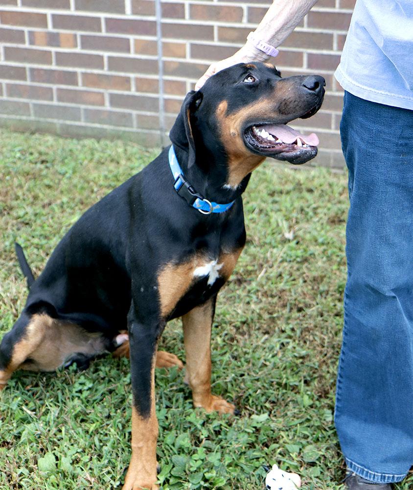 Enlarge Fenrick (AO37617), a Adoptable mixed breed in Kansas City, KS image 4/6