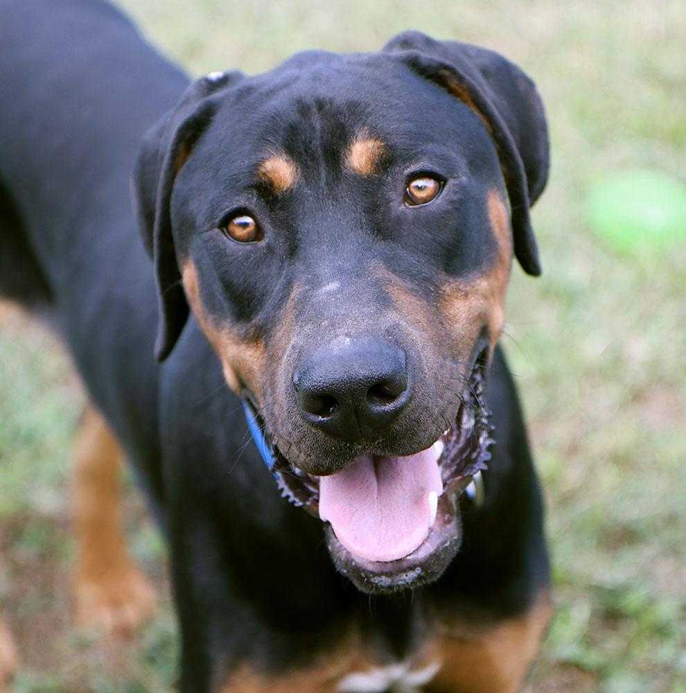 Enlarge Fenrick (AO37617), a Adoptable mixed breed in Kansas City, KS image 1/6