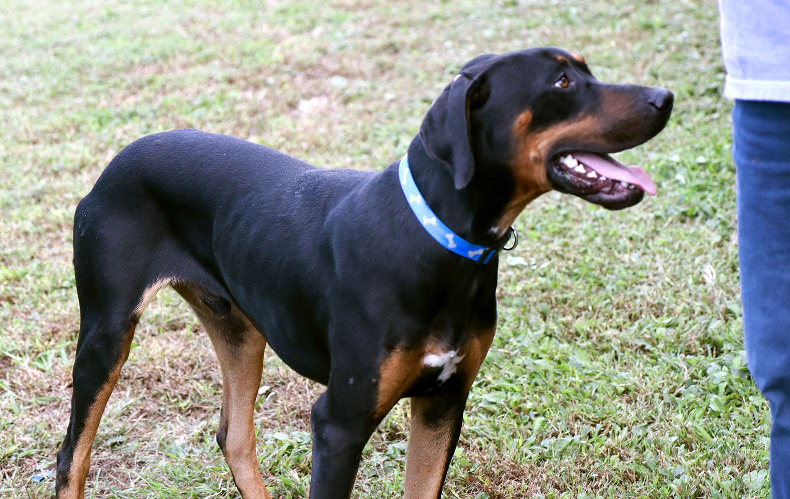 Enlarge Fenrick (AO37617), a Adoptable mixed breed in Kansas City, KS image 5/6