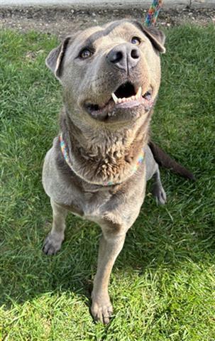 Enlarge FREDA, a Adoptable Pit Bull Terrier in Dayton, OH image 1/1