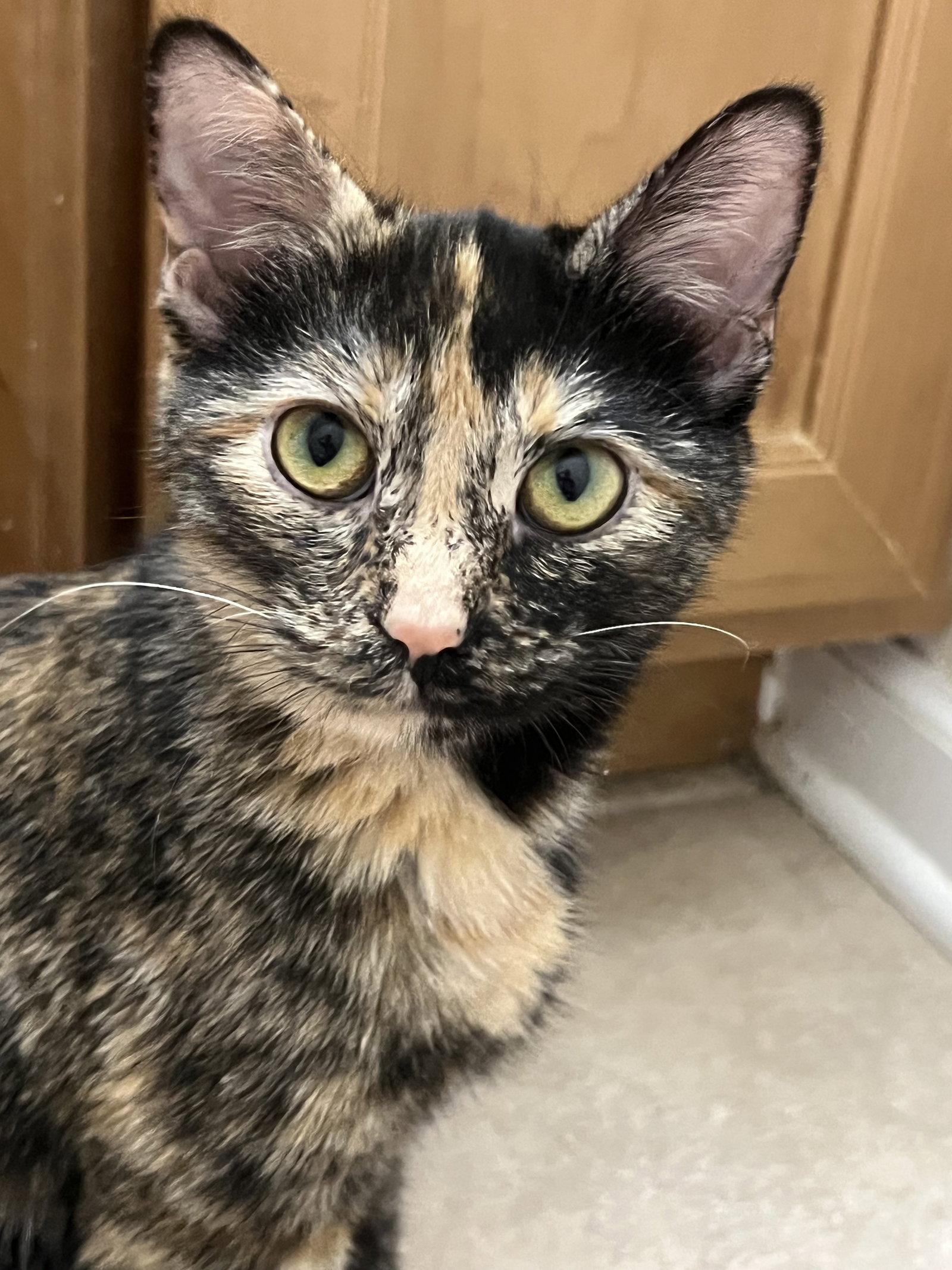 Hashbrown, Adopted, Young Female Domestic Short Hair.