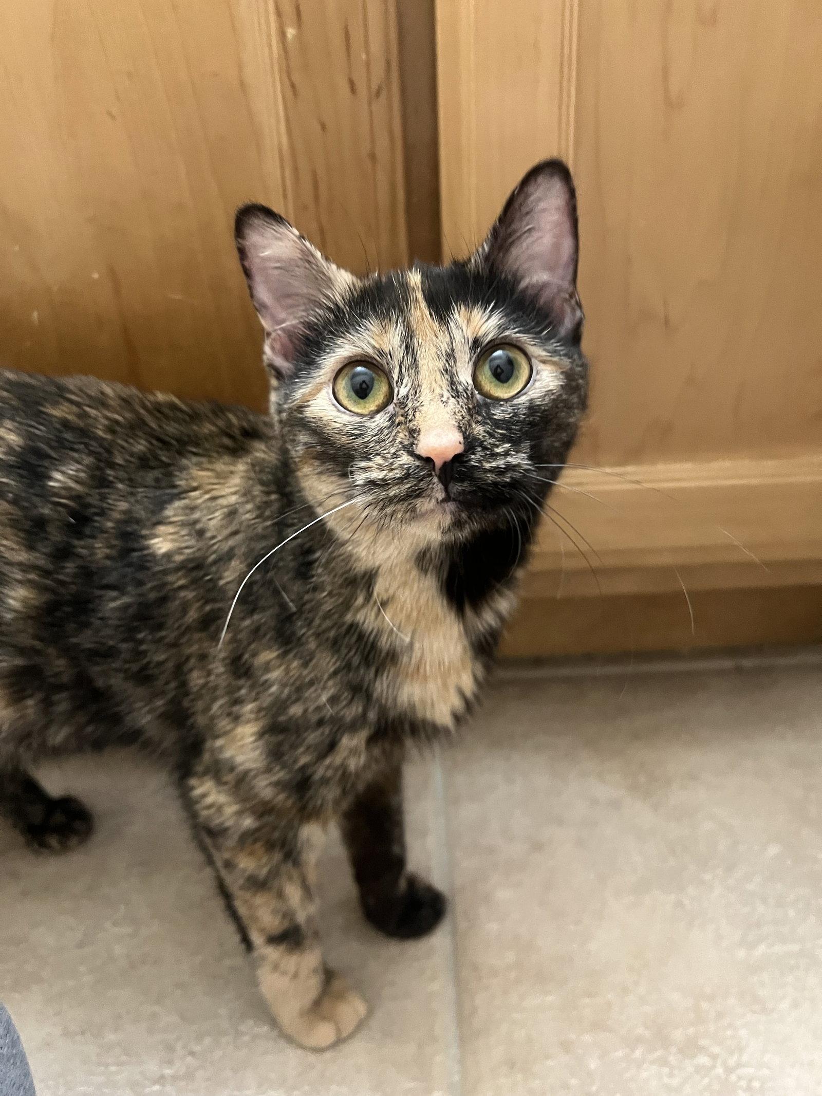 Hashbrown, a Adopted Domestic Short Hair in Wheaton, IL image 2/3