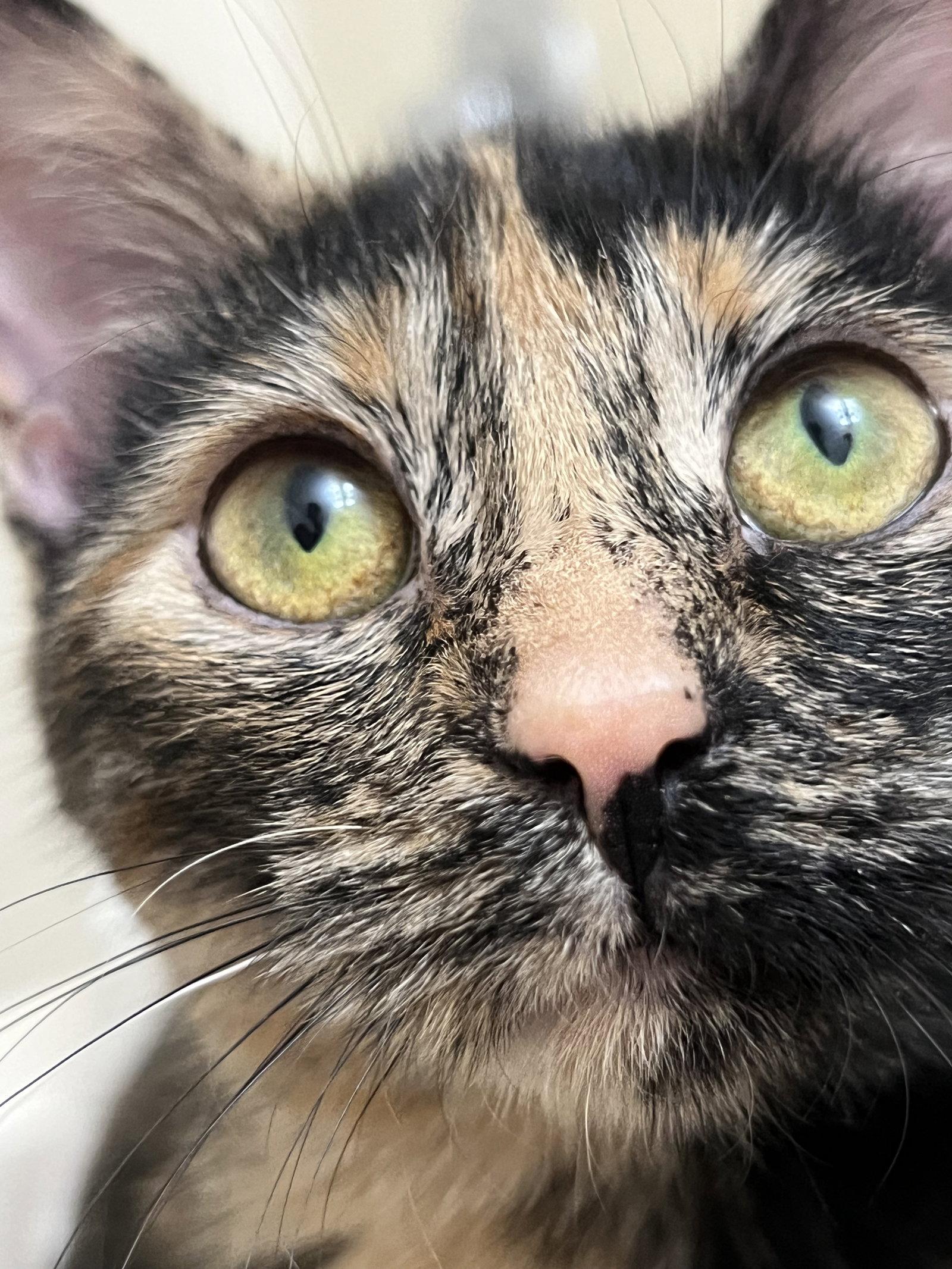 Hashbrown, a Adopted Domestic Short Hair in Wheaton, IL image 3/3
