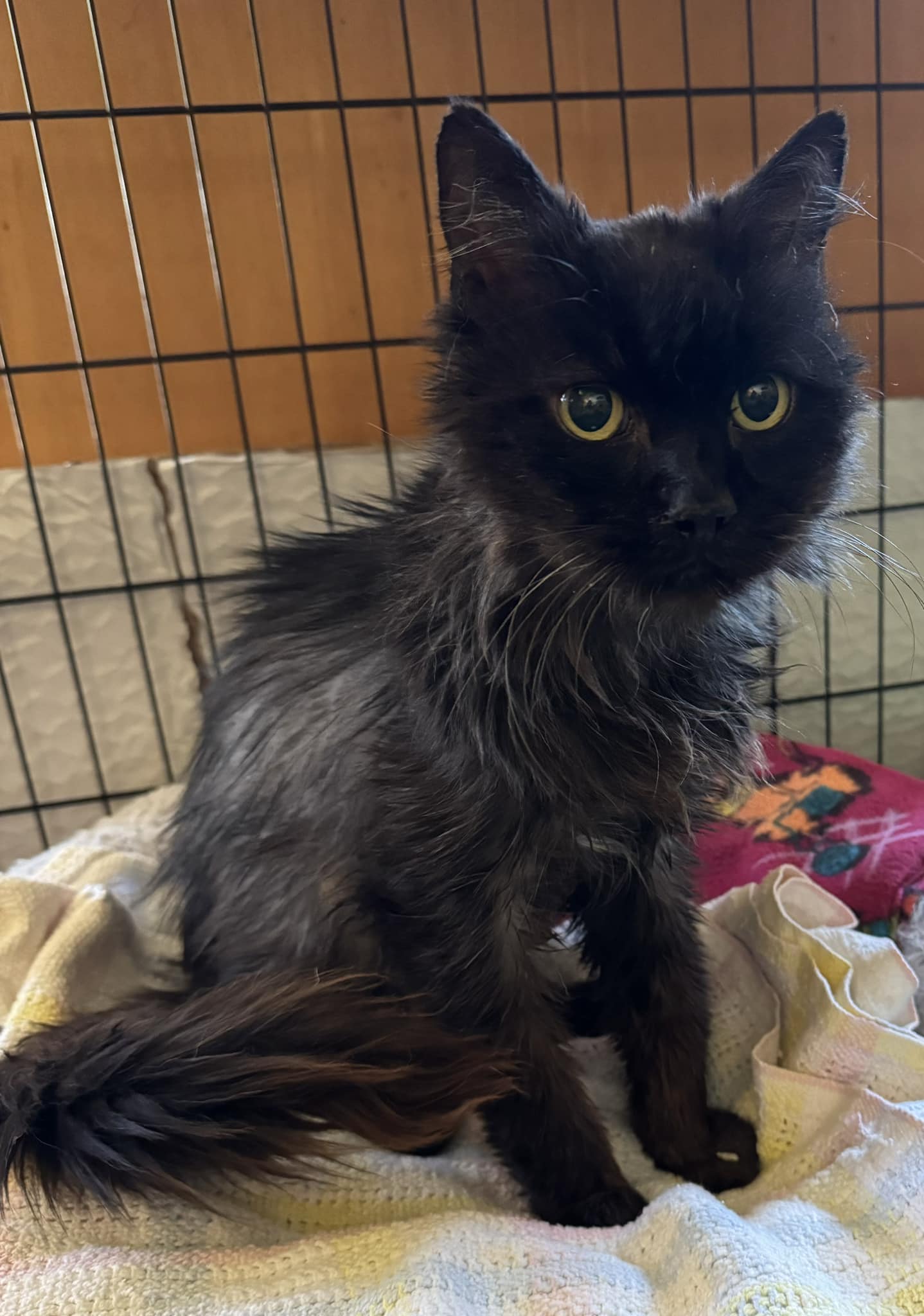 Victor Hugo in memorial, Adoptable, Senior Male Domestic Long Hair.