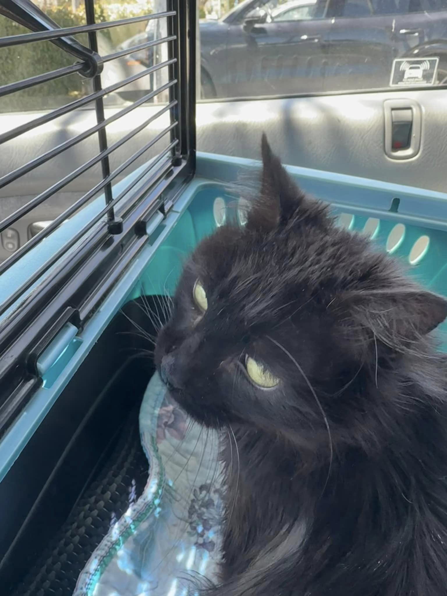 Enlarge Victor Hugo in memorial, a Adoptable Domestic Long Hair in Malibu, CA image 2/2