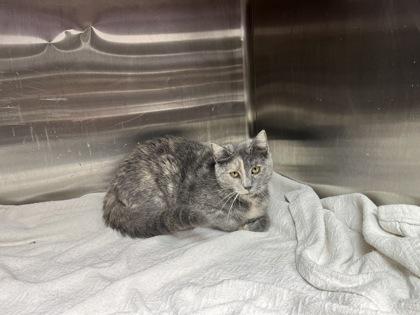 Adela — thumbnail 3