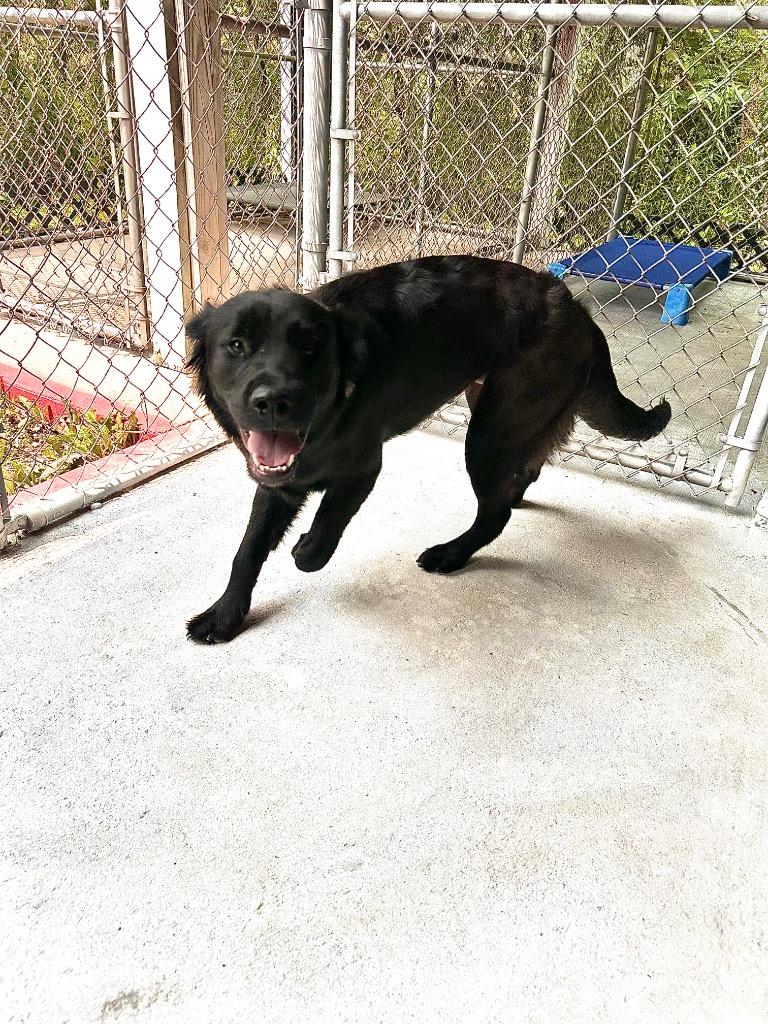 Enlarge Blue, a Adoptable Flat-Coated Retriever in Sidney, NY image 1/1