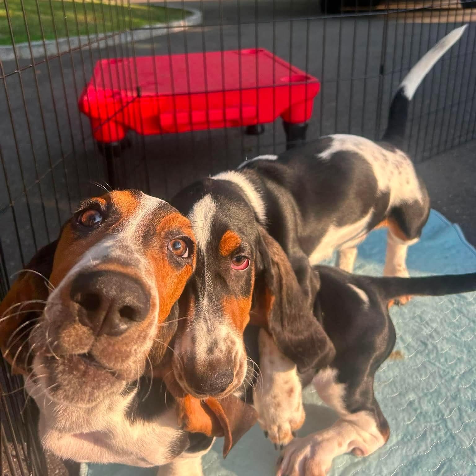 Smoosh, a ADOPTABLE Basset Hound in Stamford, CT image 4/6