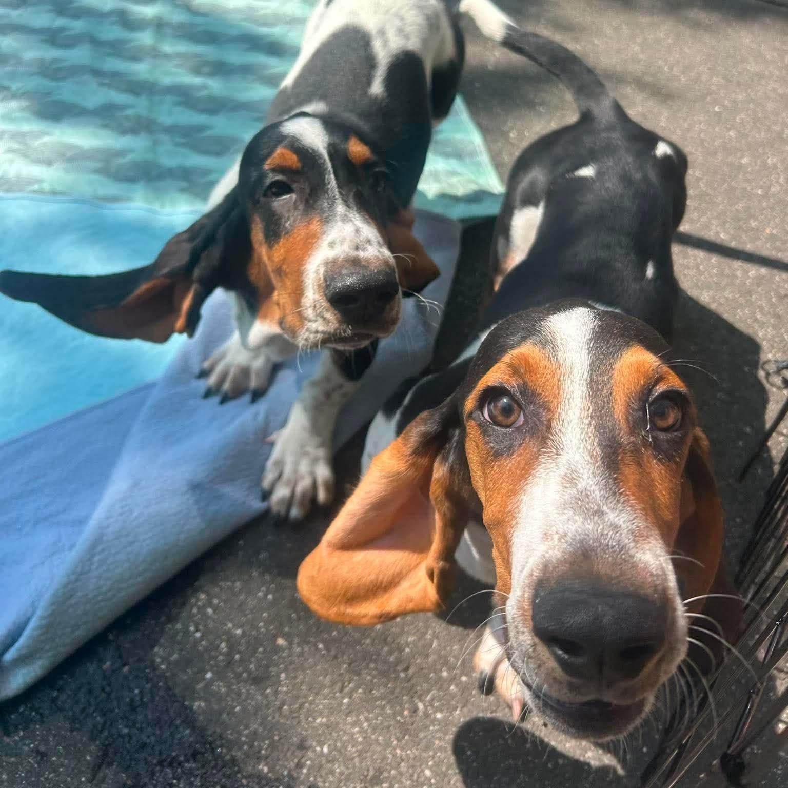 Smoosh, a ADOPTABLE Basset Hound in Stamford, CT image 2/6