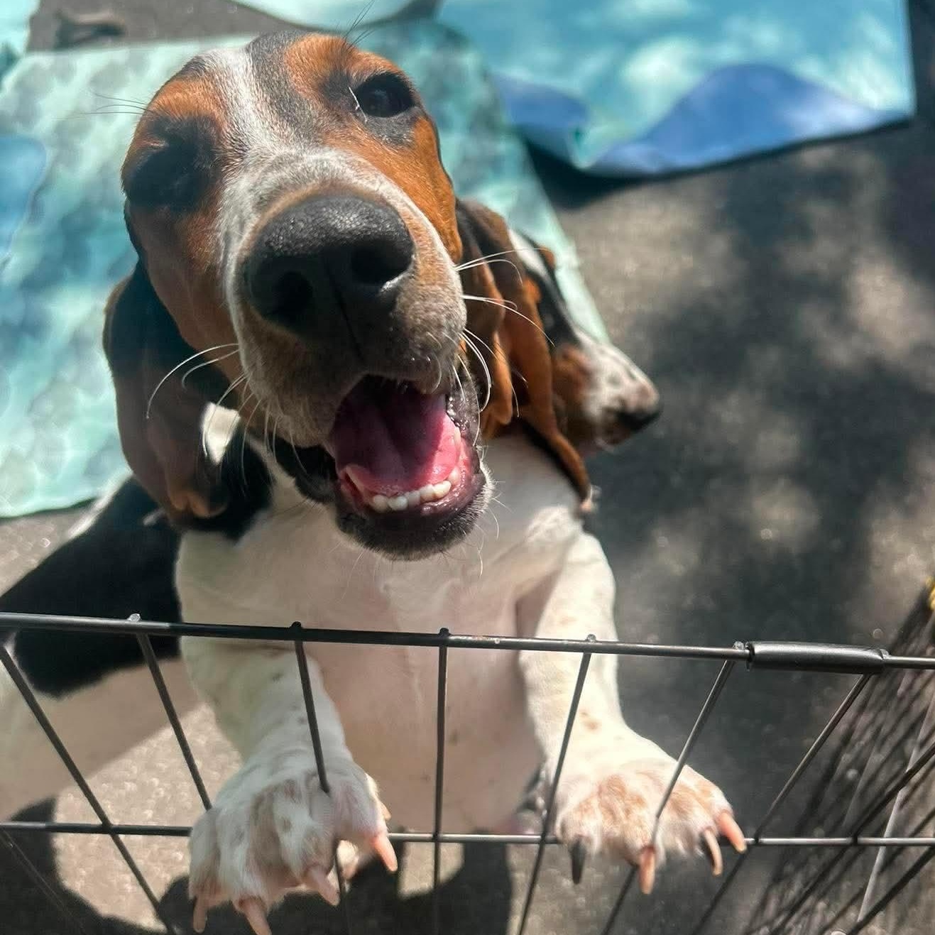 Smoosh, a ADOPTABLE Basset Hound in Stamford, CT image 5/6
