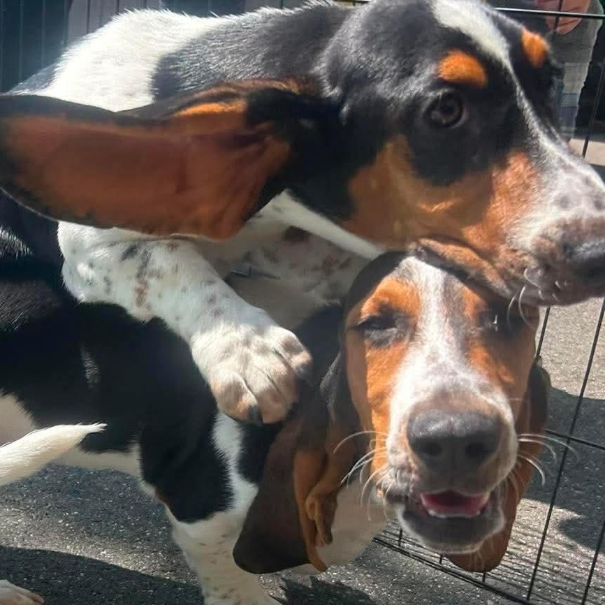 Smoosh, a ADOPTABLE Basset Hound in Stamford, CT image 6/6