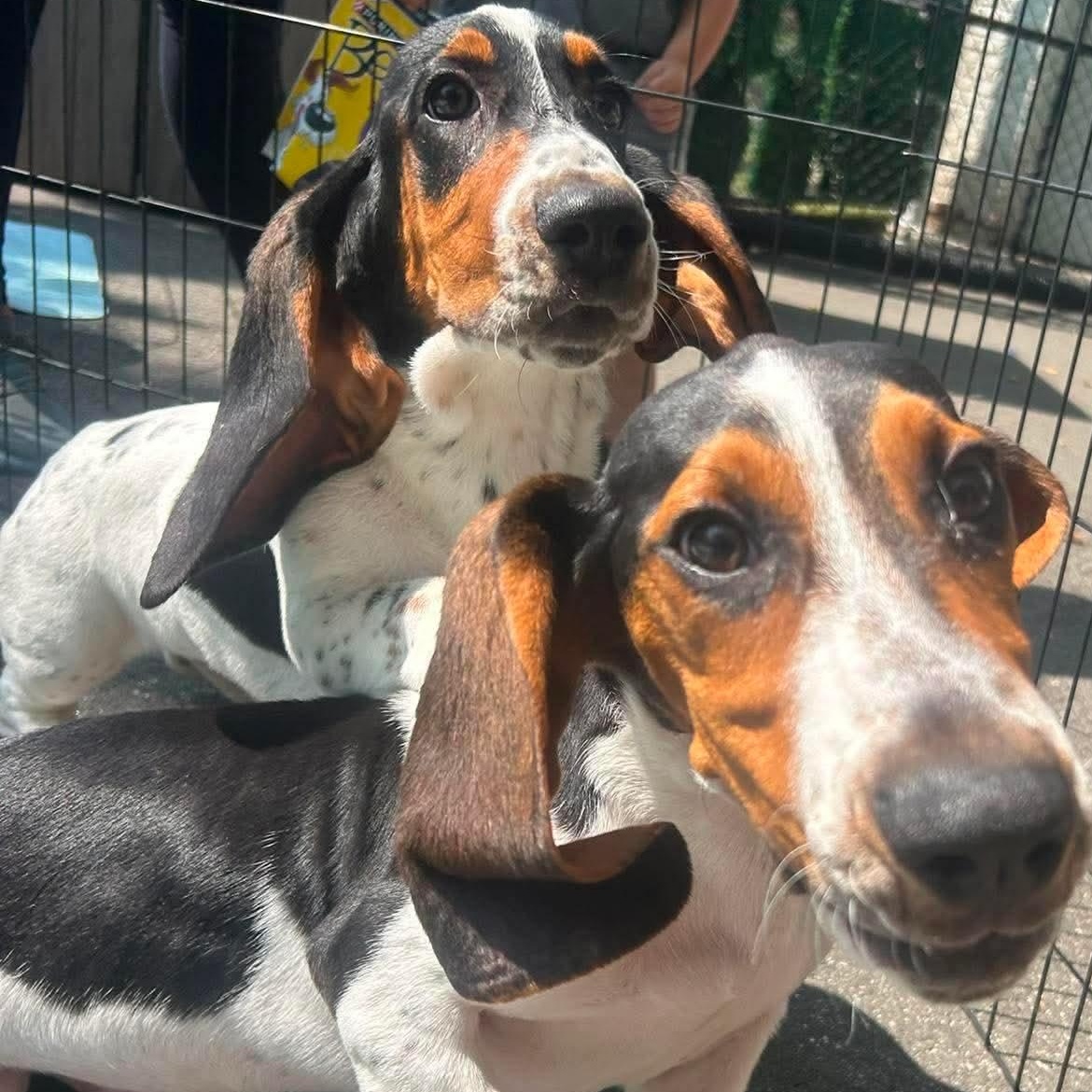 Smoosh, a ADOPTABLE Basset Hound in Stamford, CT image 3/6