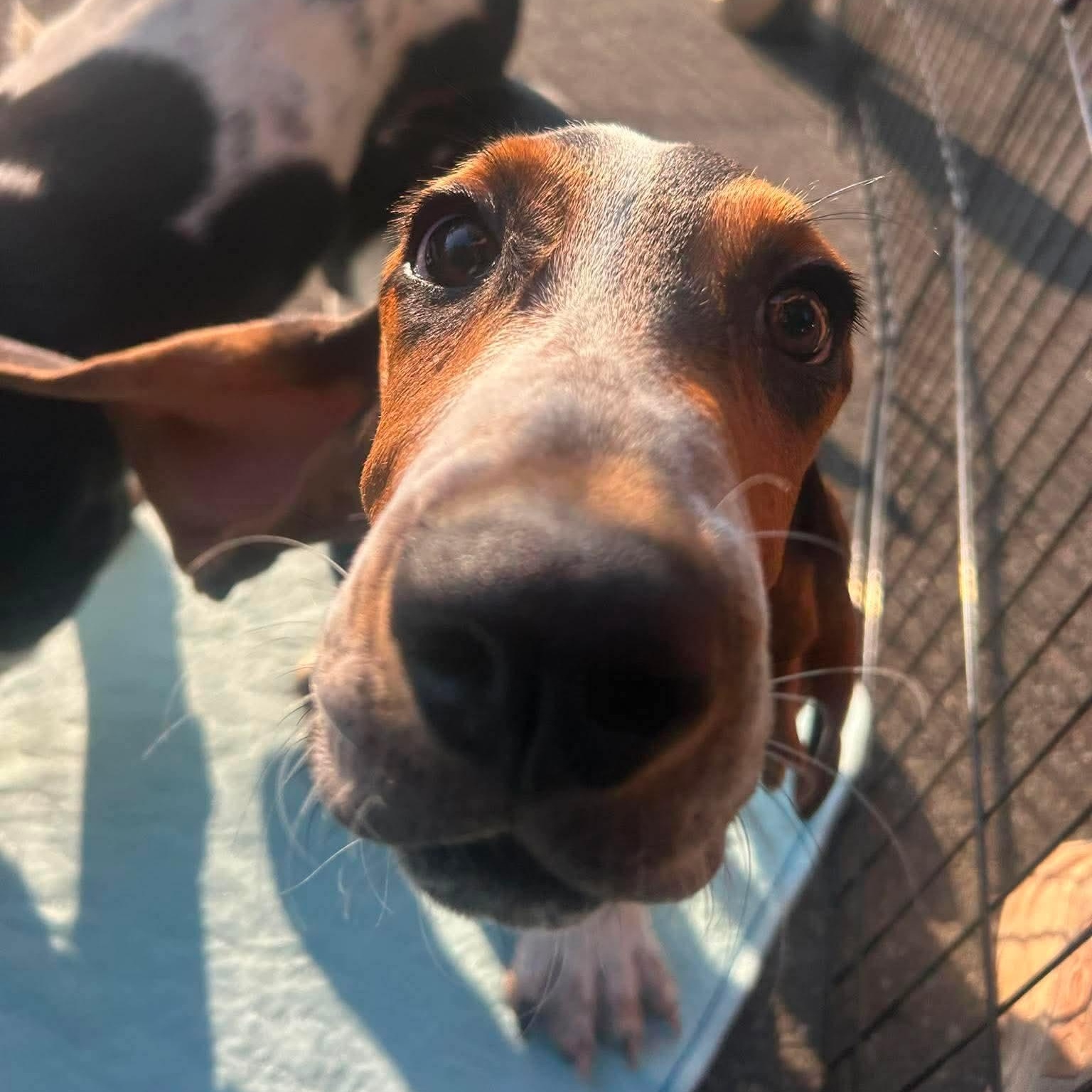 Smoosh, ADOPTABLE, Puppy Female Basset Hound.