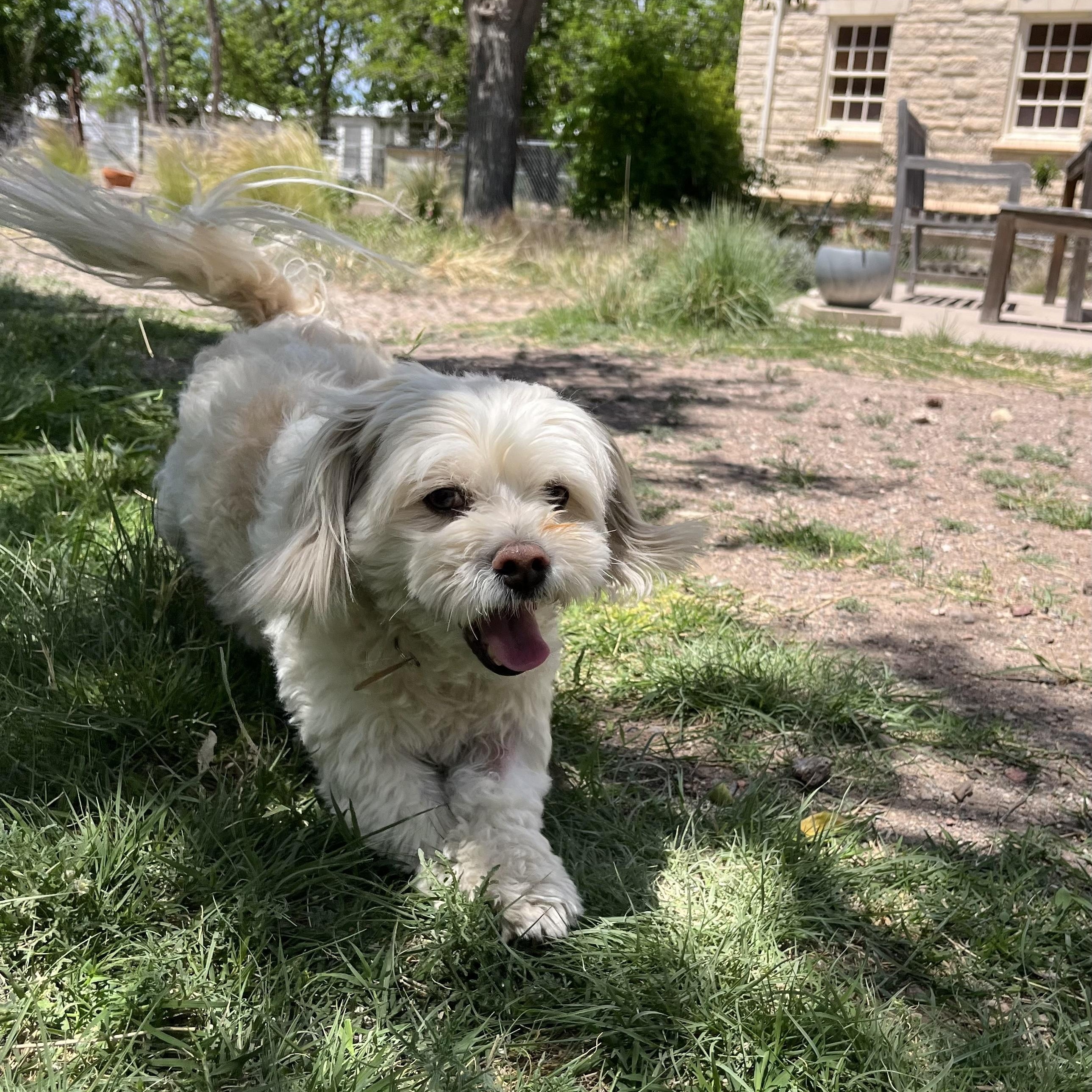 Enlarge Disco, a ADOPTABLE mixed breed in Marfa, TX image 4/6