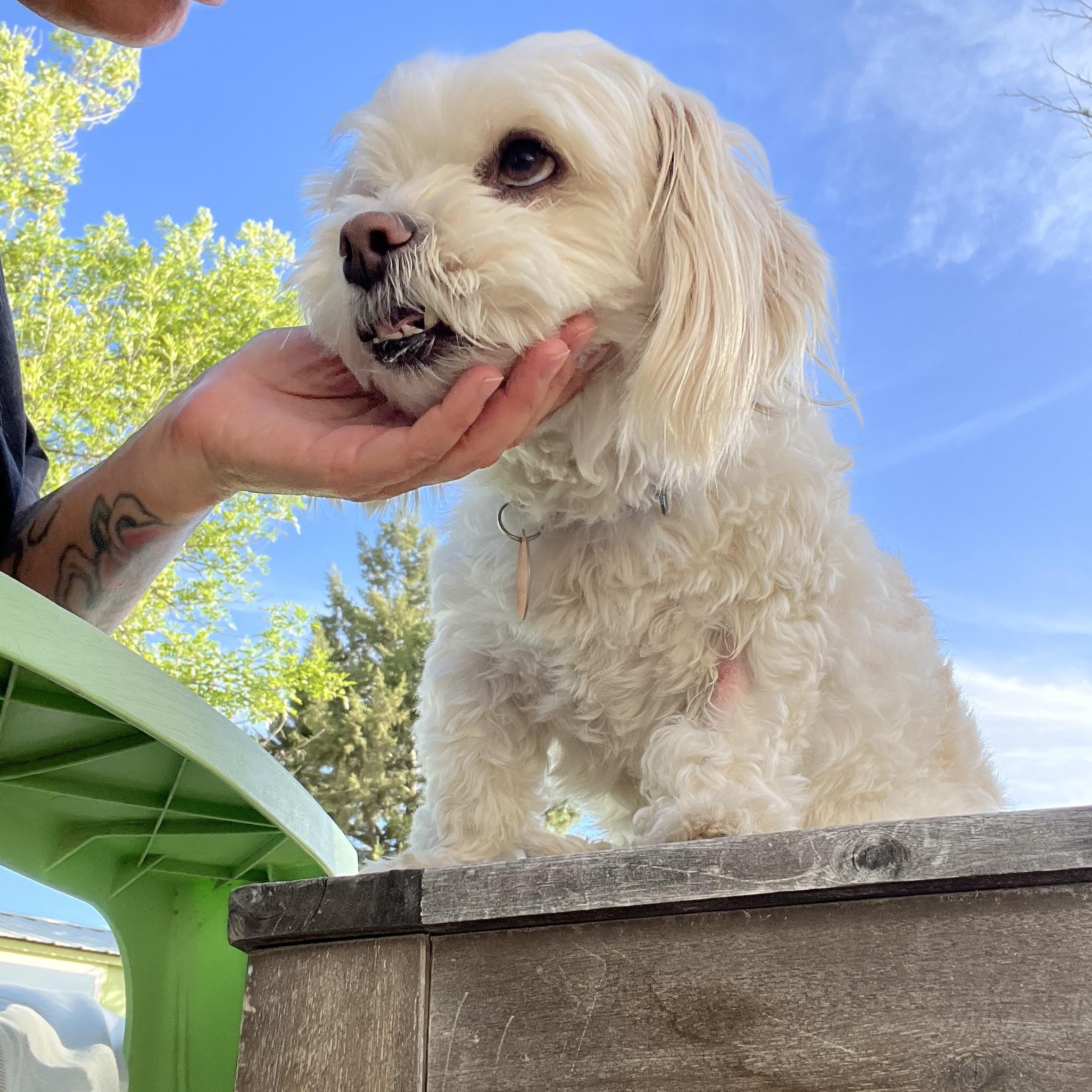 Enlarge Disco, a ADOPTABLE mixed breed in Marfa, TX image 2/6