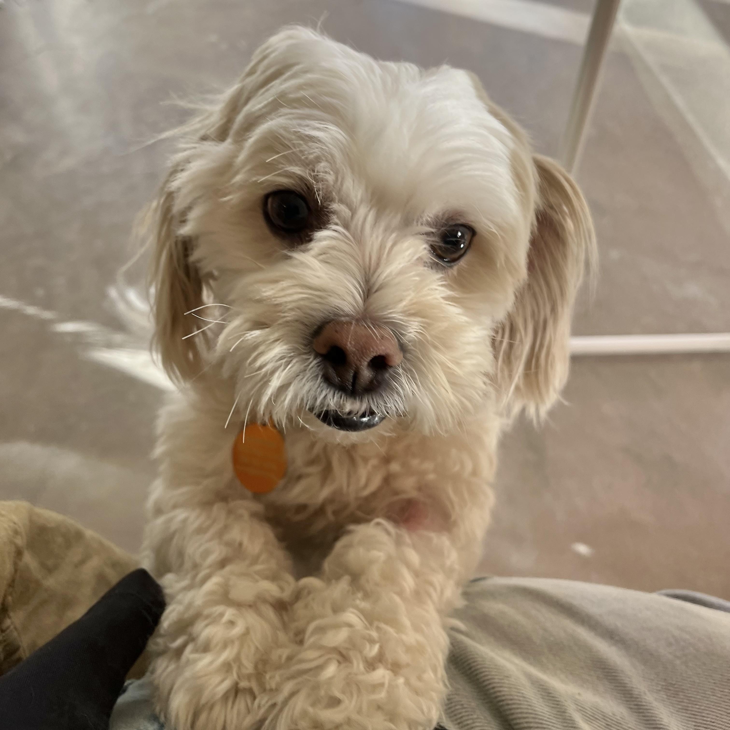 Enlarge Disco, a ADOPTABLE mixed breed in Marfa, TX image 5/6