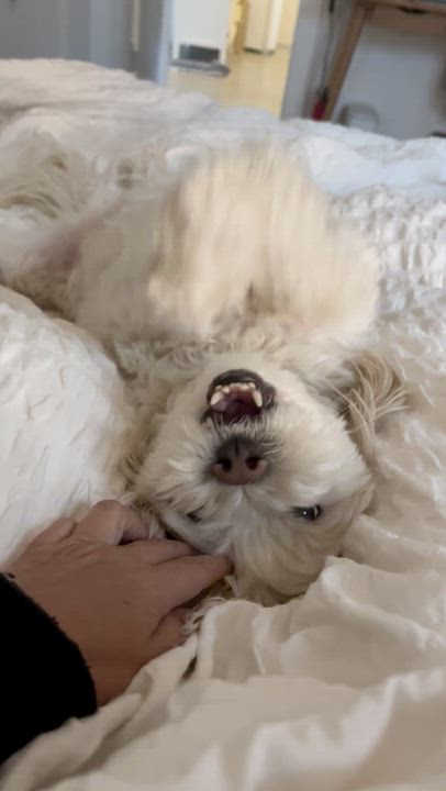 Enlarge Disco, a ADOPTABLE mixed breed in Marfa, TX video 3/6