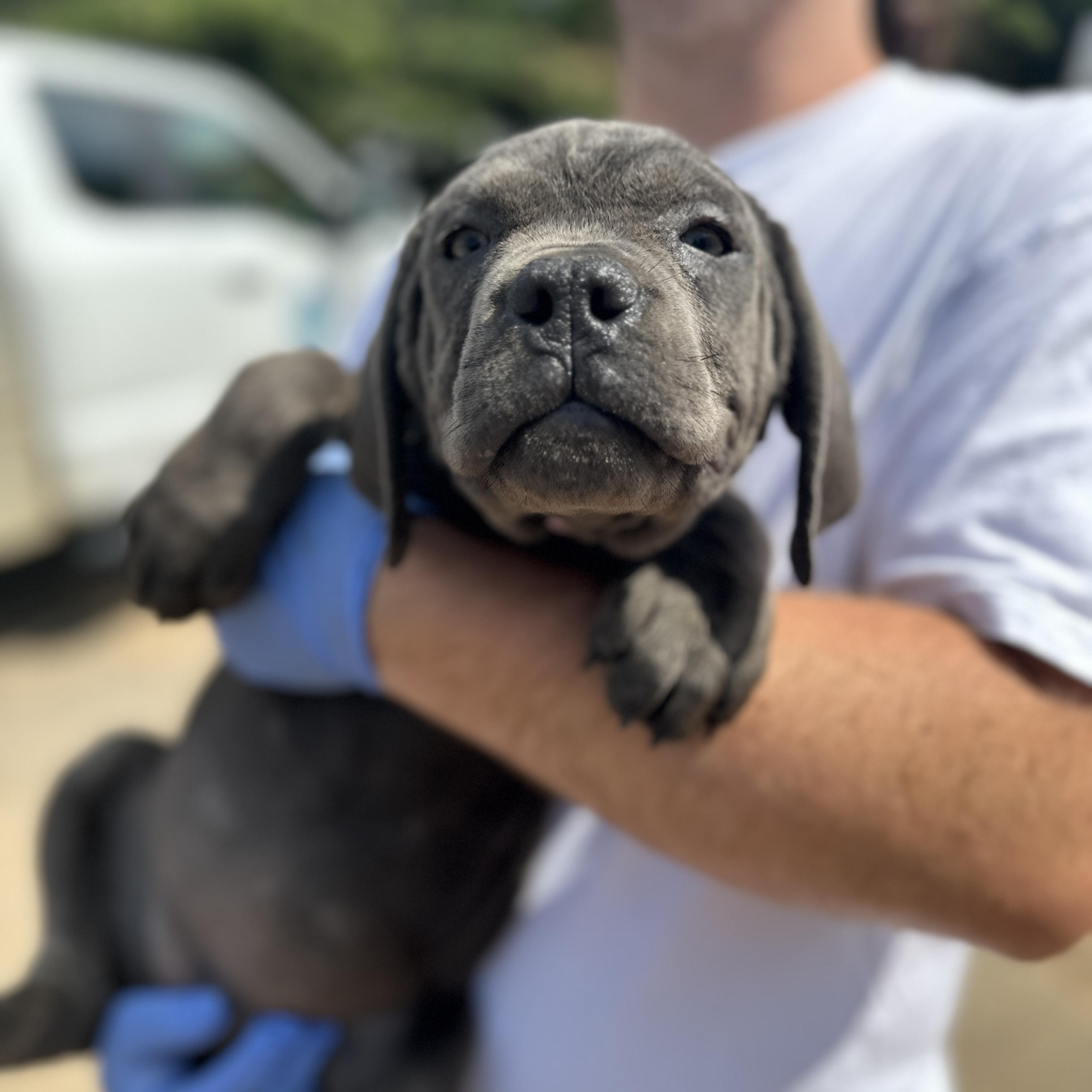 Bianca Belair, an adopted Cane Corso in Columbia, SC image 2/3
