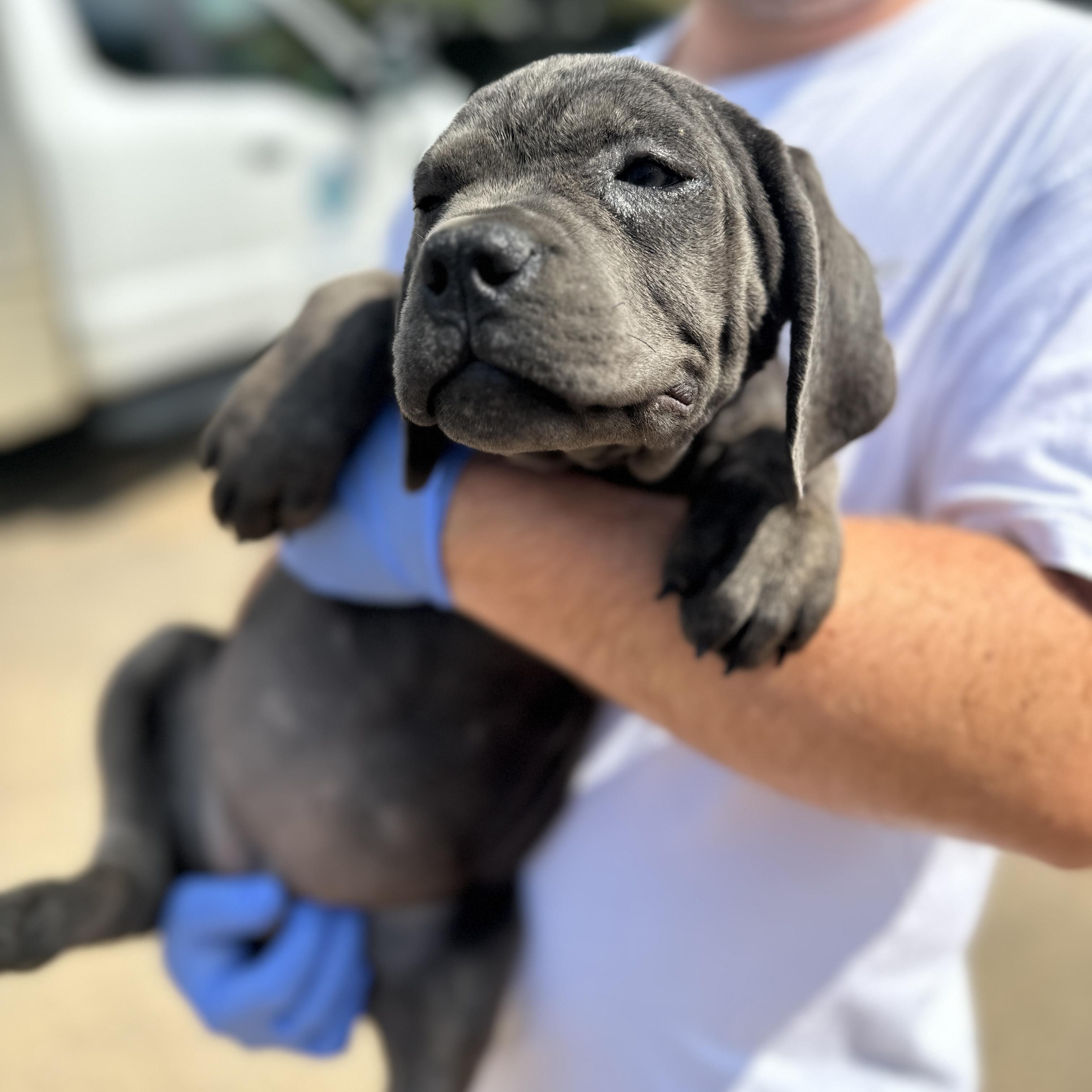 Bianca Belair, an adopted Cane Corso in Columbia, SC image 3/3