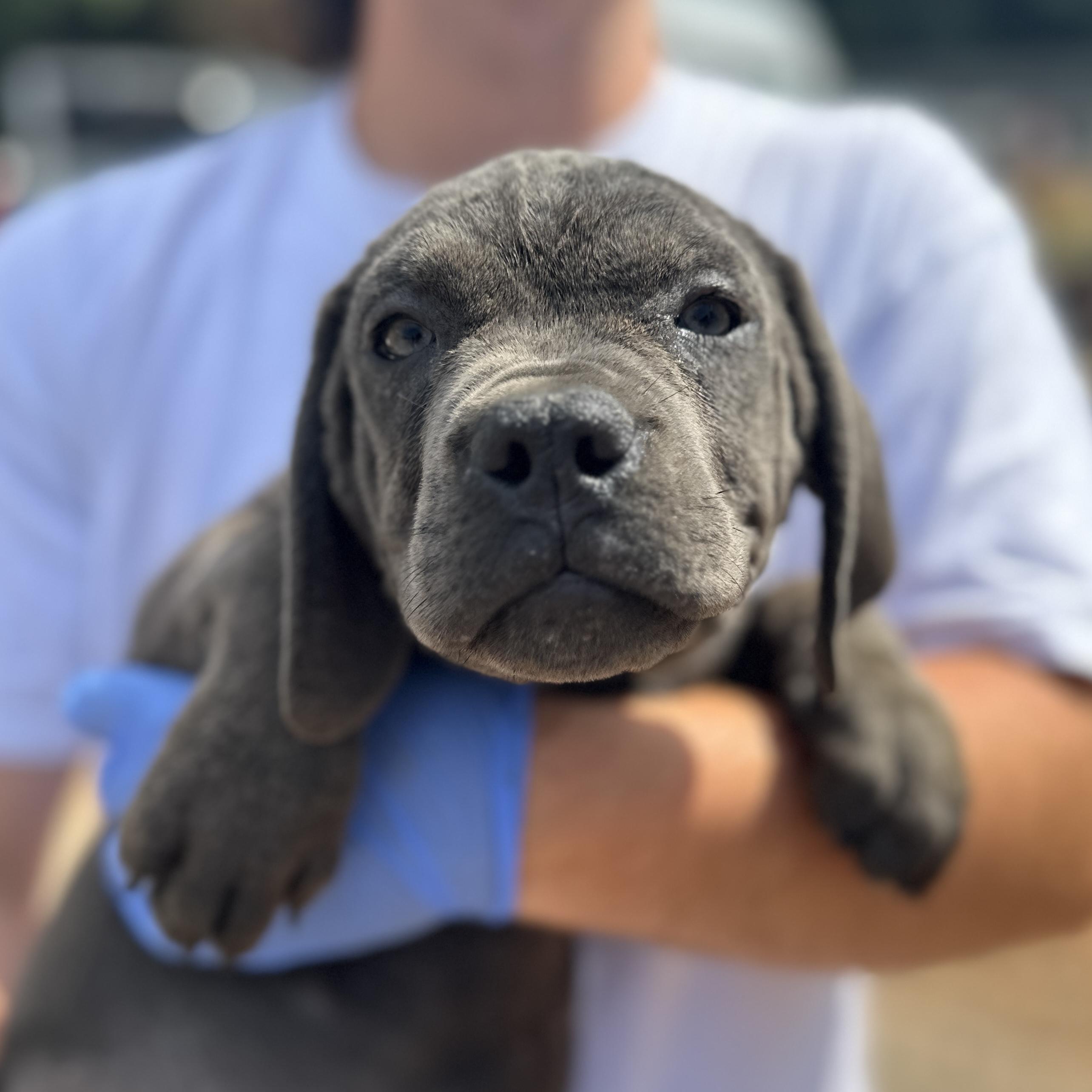 Bianca Belair, an adopted Cane Corso in Columbia, SC image 1/3