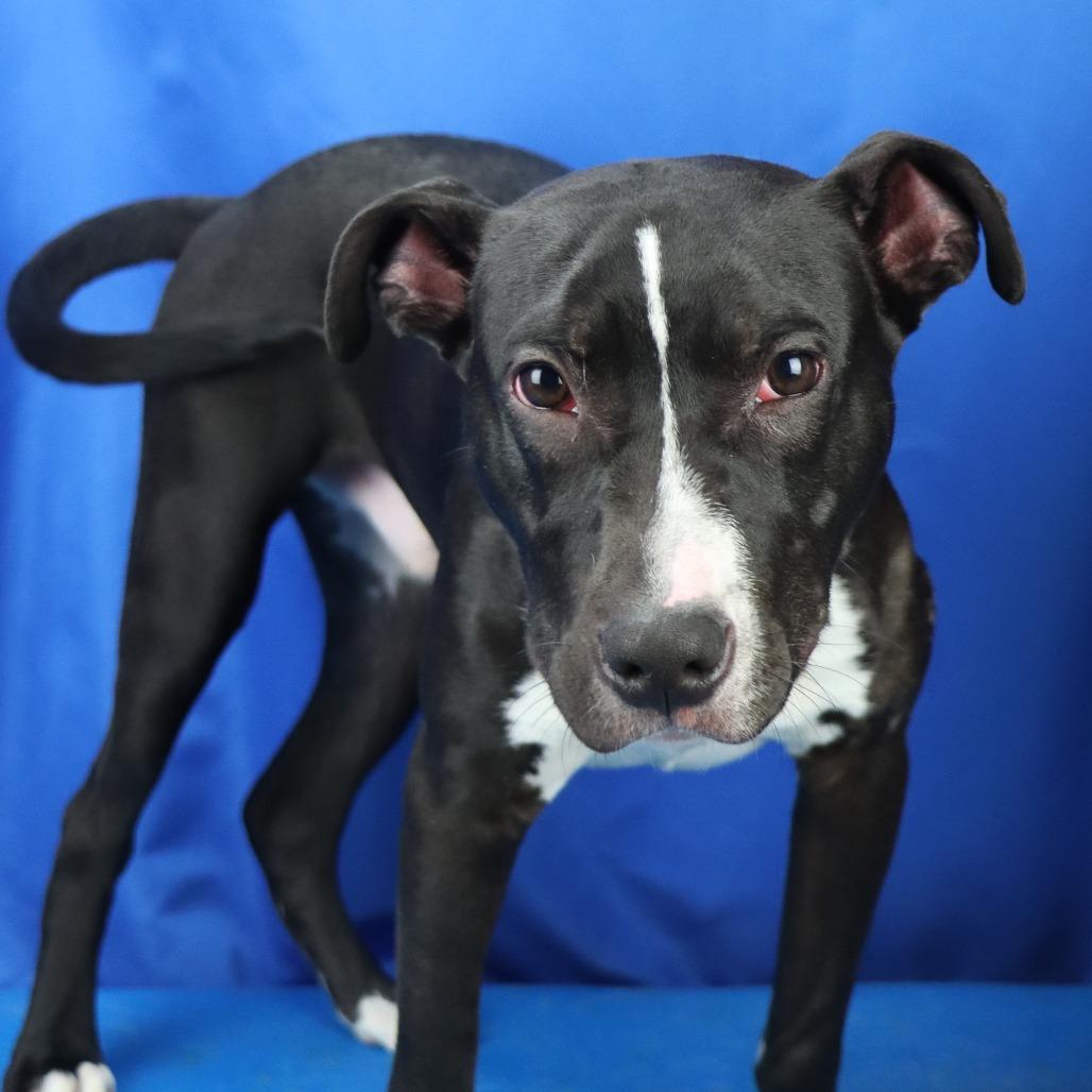 Batman - 021712U, Adoptable, Young Male Labrador Retriever & Mixed Breed.