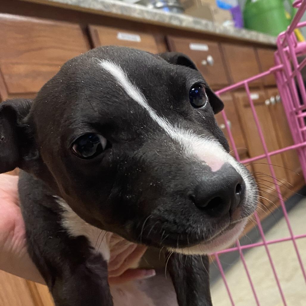 Batman - 021712U, a Adoptable mixed breed in Tupelo, MS image 2/4