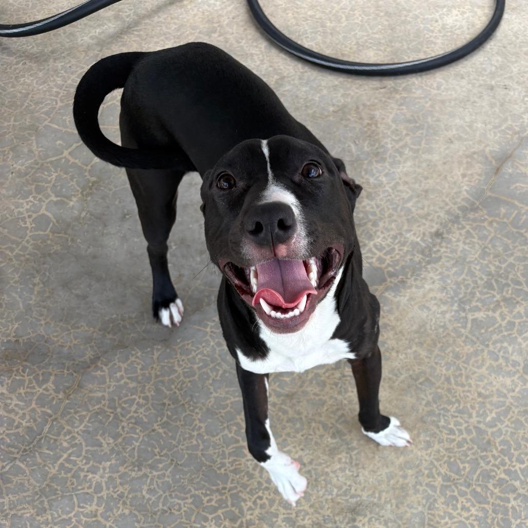 Batman - 021712U, a Adoptable mixed breed in Tupelo, MS image 3/4