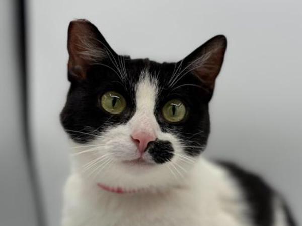 Sally, Adoptable, Adult Female Domestic Short Hair.