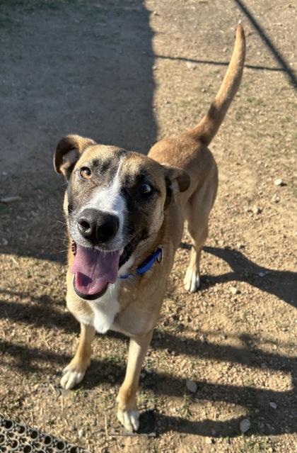 Enlarge Brownie Batter, a Adoptable mixed breed in San Marcos, TX image 1/3