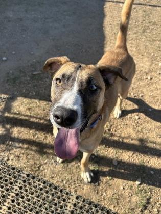 Enlarge Brownie Batter, a Adoptable mixed breed in San Marcos, TX image 2/3