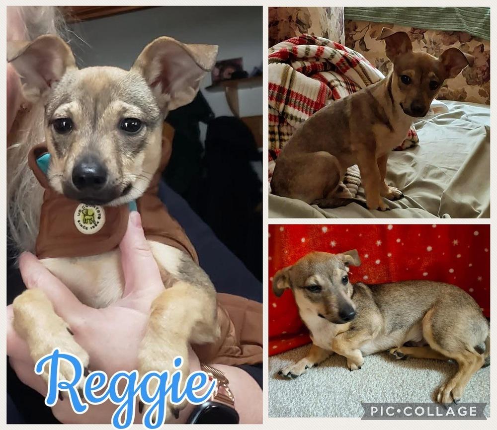 Reggie, Adoptable, Puppy Male Chihuahua.