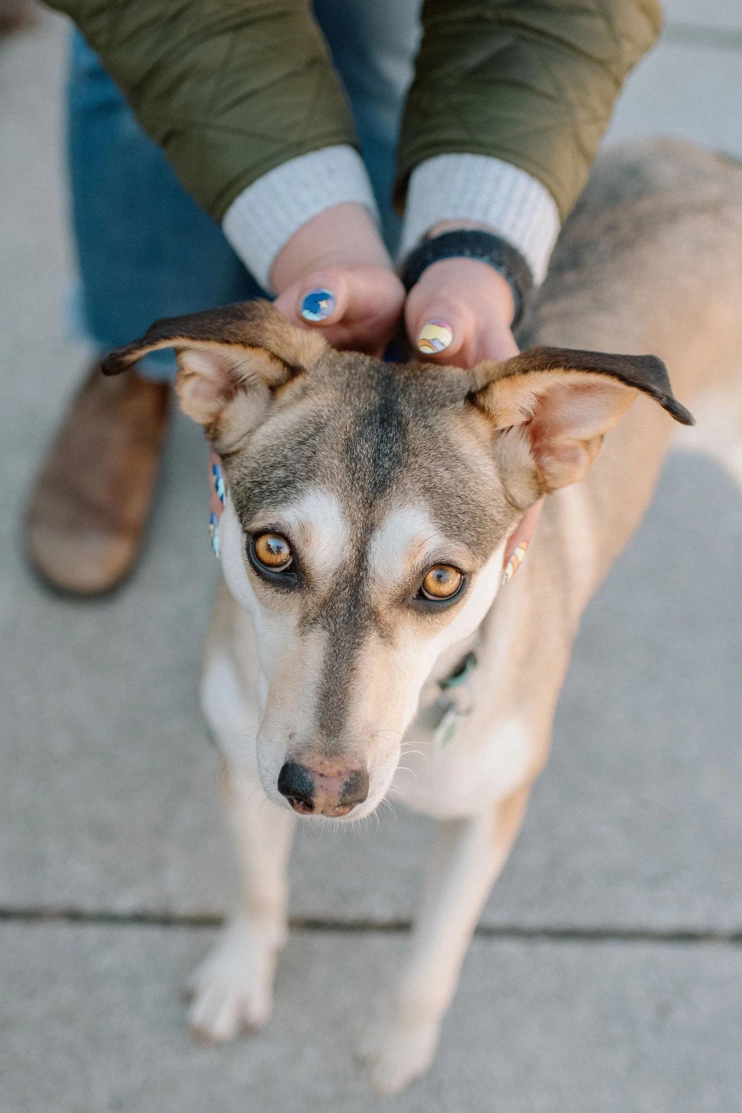 Enlarge CRYSTAL, a ADOPTABLE Mixed Breed in North York, ON image 6/6