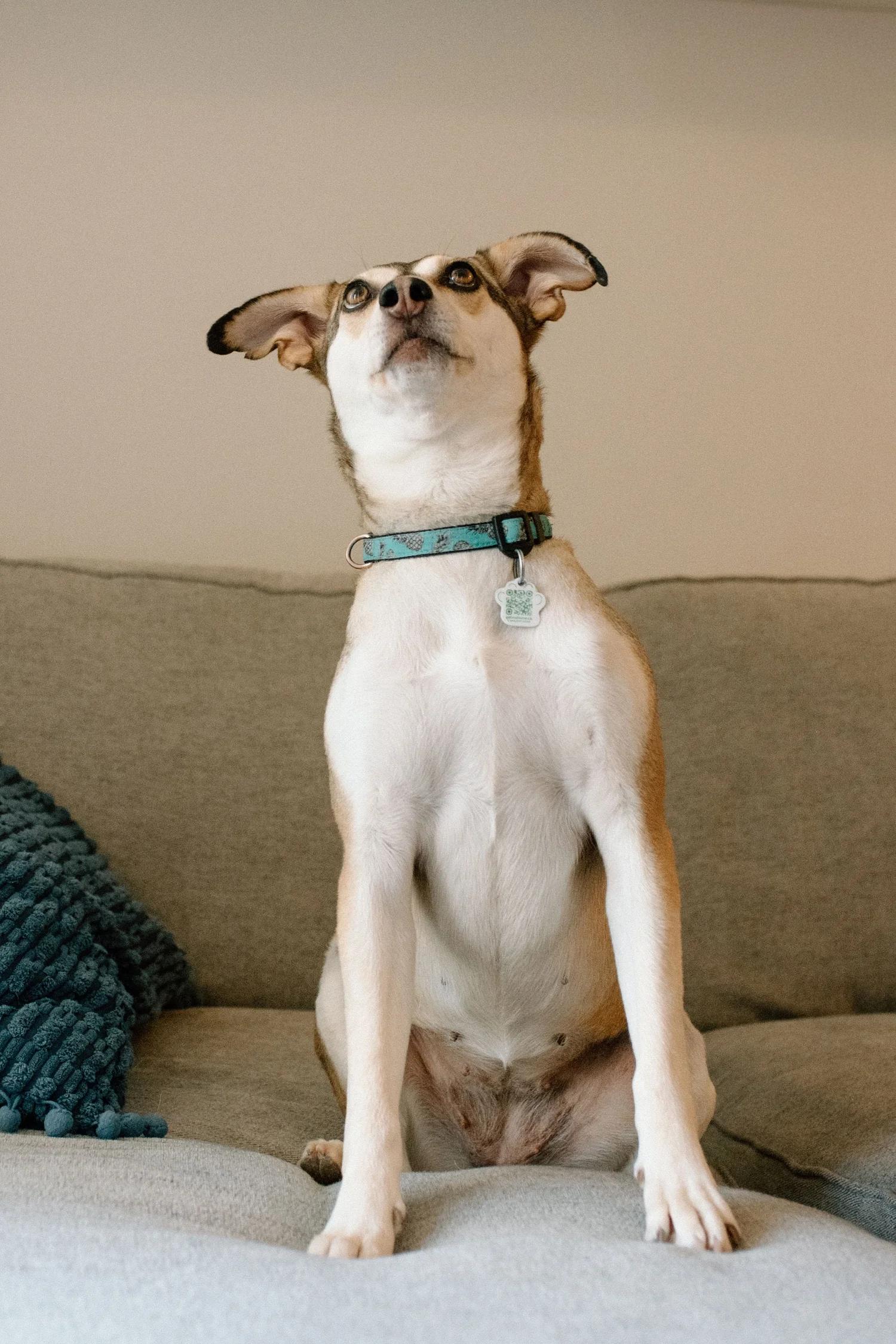 Enlarge CRYSTAL, a ADOPTABLE Mixed Breed in North York, ON image 4/6