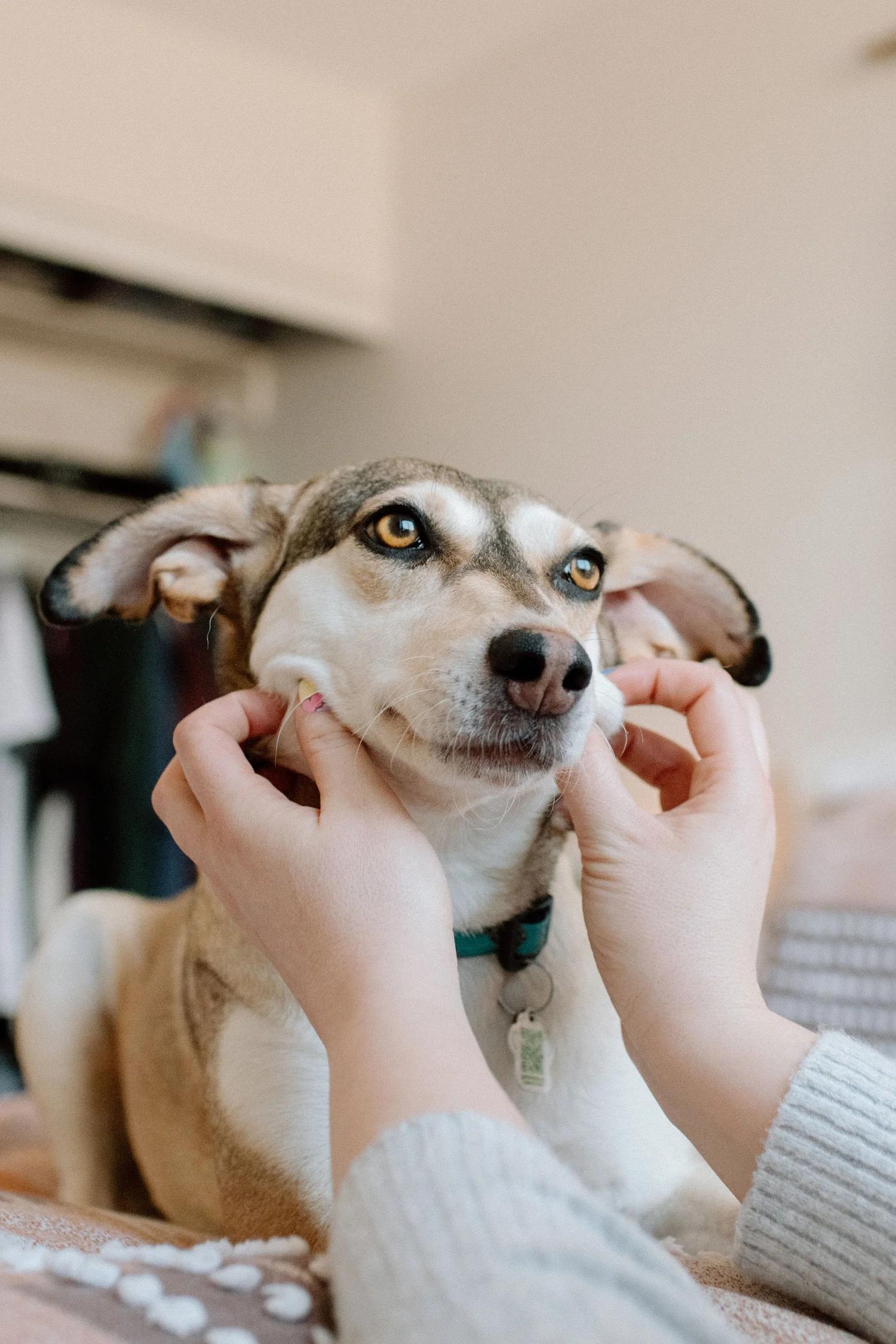 Enlarge CRYSTAL, a ADOPTABLE Mixed Breed in North York, ON image 3/6