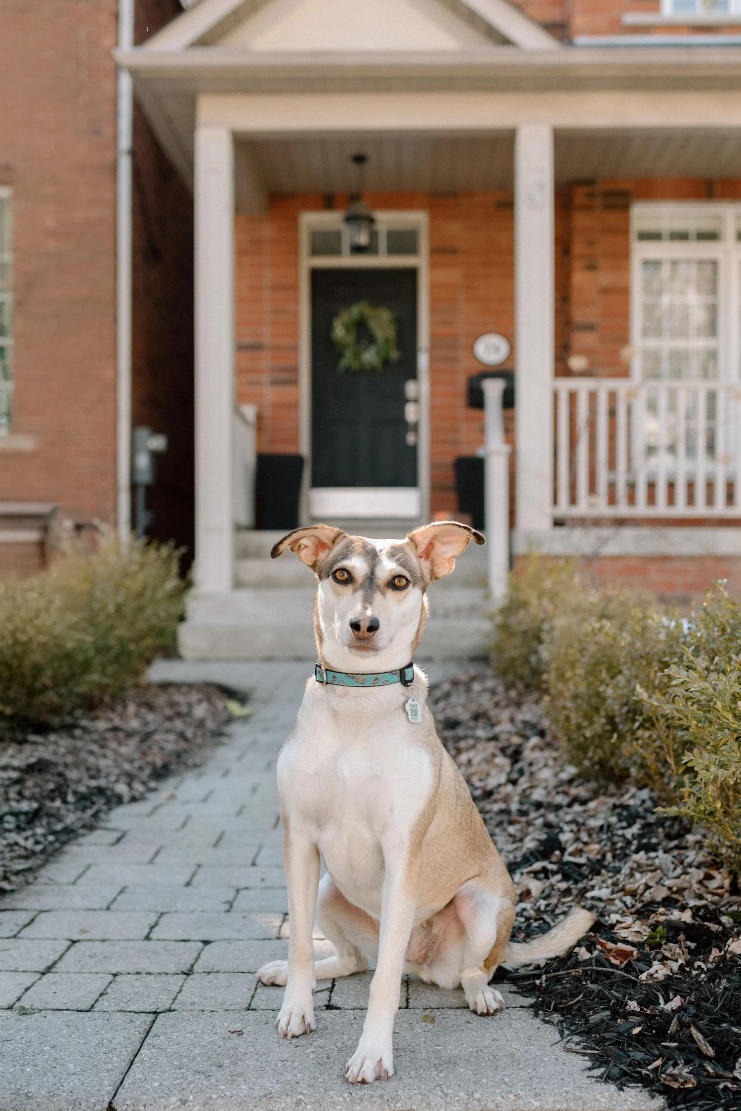Enlarge CRYSTAL, a ADOPTABLE Mixed Breed in North York, ON image 2/6