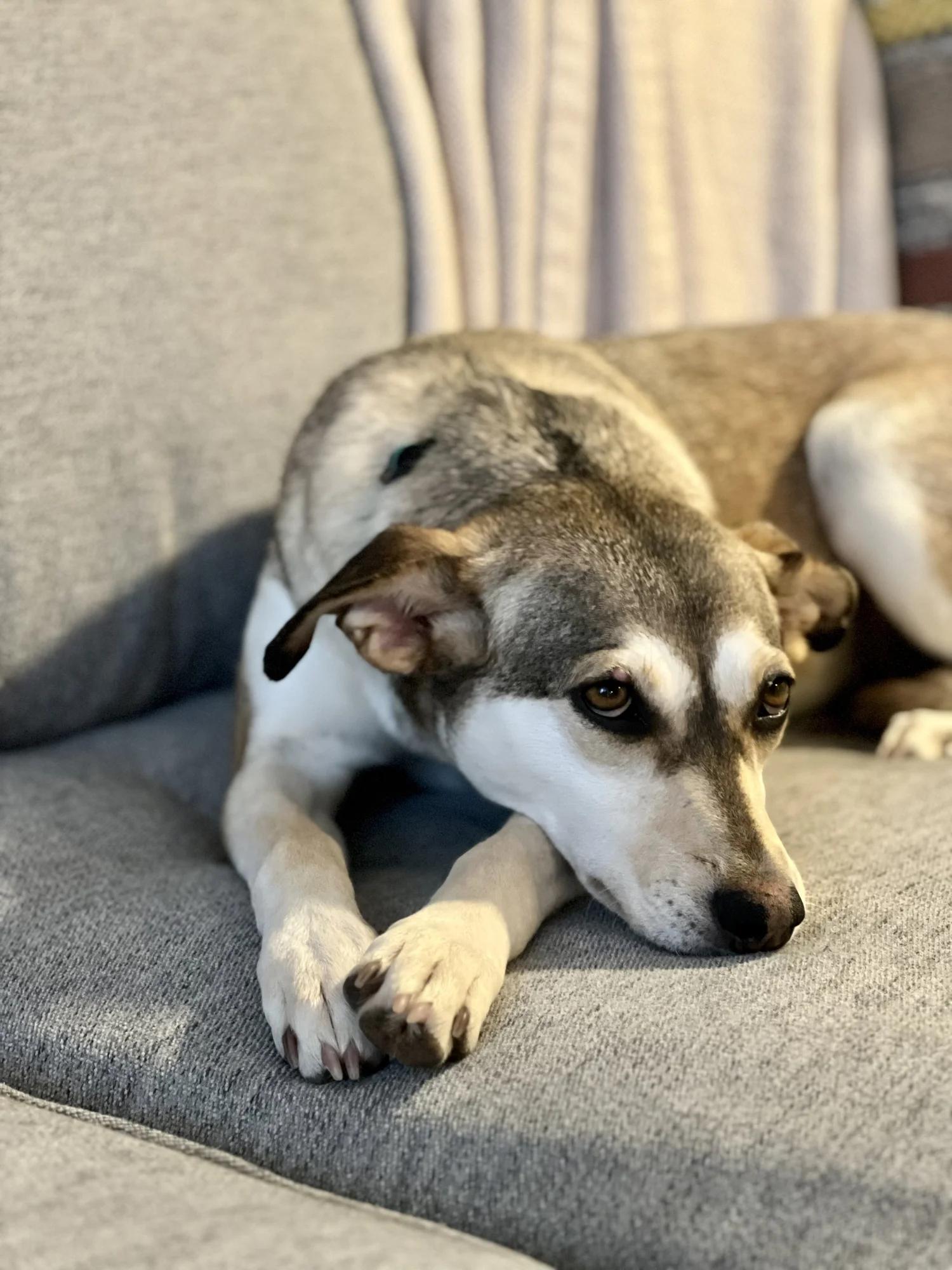 Enlarge CRYSTAL, a ADOPTABLE Mixed Breed in North York, ON image 3/6