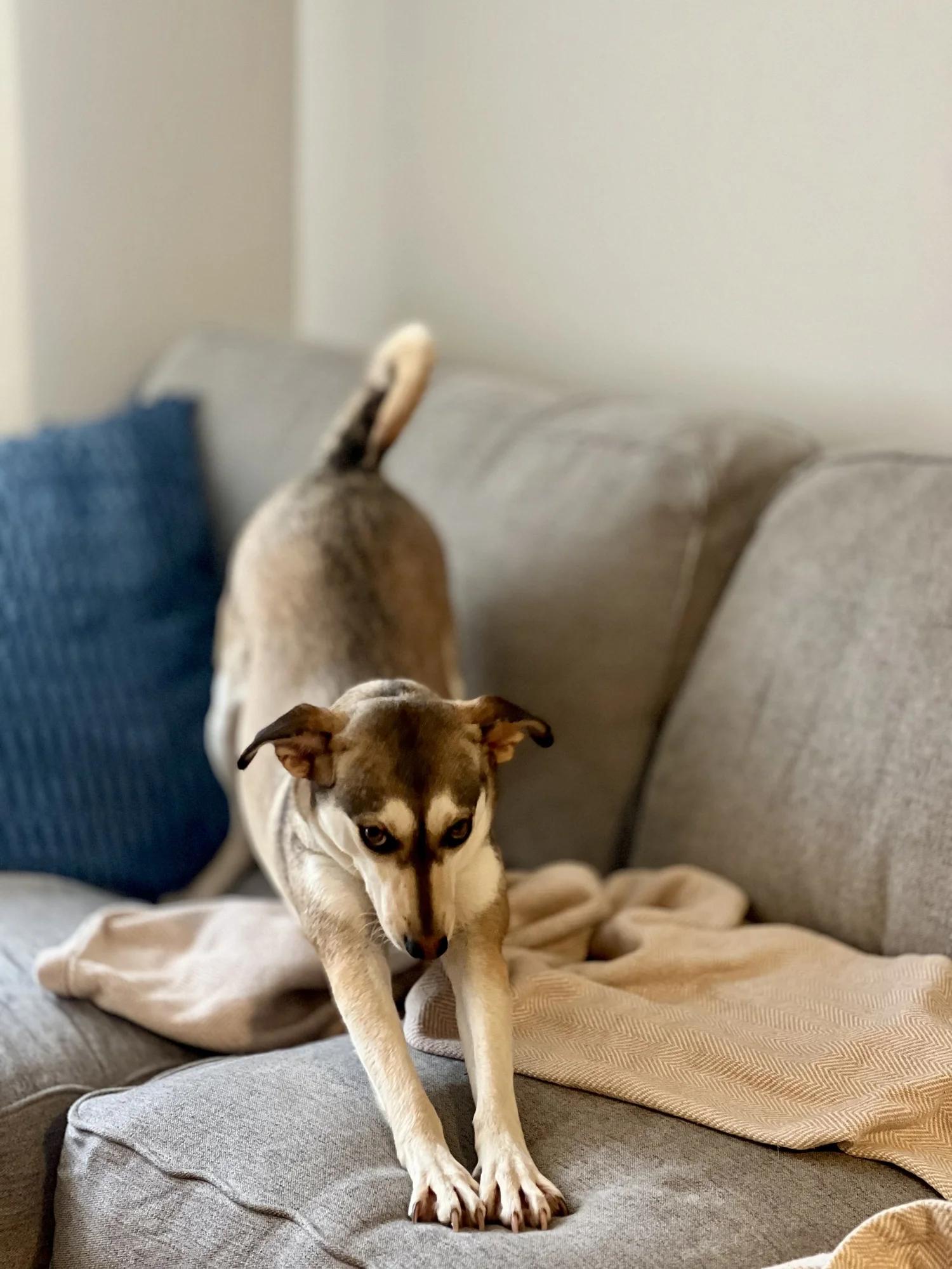 Enlarge CRYSTAL, a ADOPTABLE Mixed Breed in North York, ON image 4/6