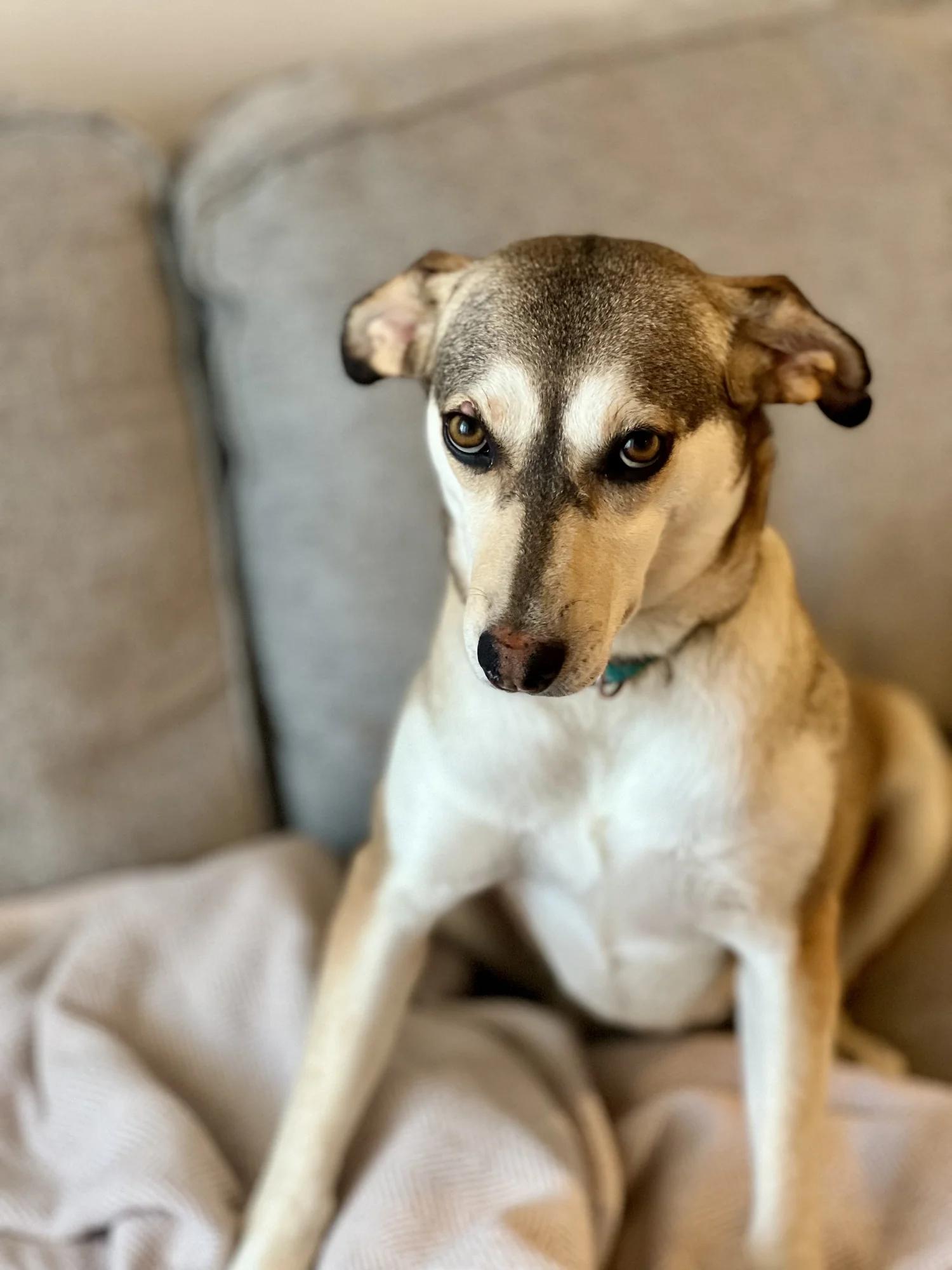 Enlarge CRYSTAL, a ADOPTABLE Mixed Breed in North York, ON image 2/6