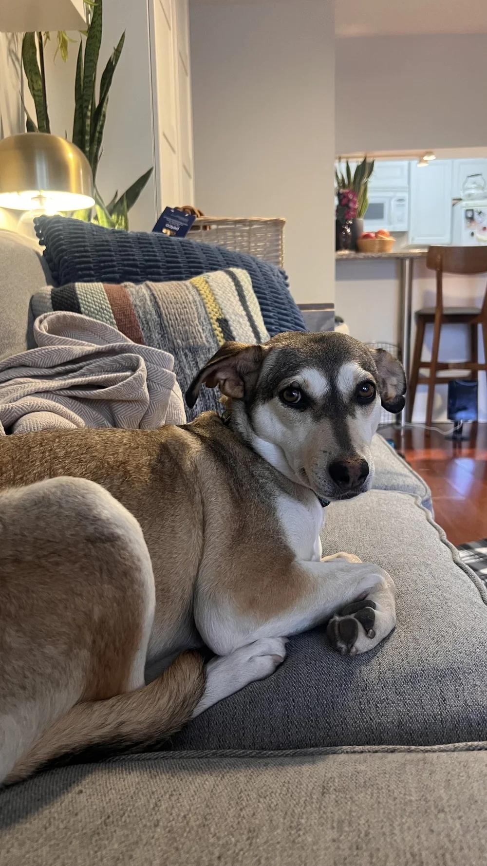 Enlarge CRYSTAL, a ADOPTABLE Mixed Breed in North York, ON image 6/6