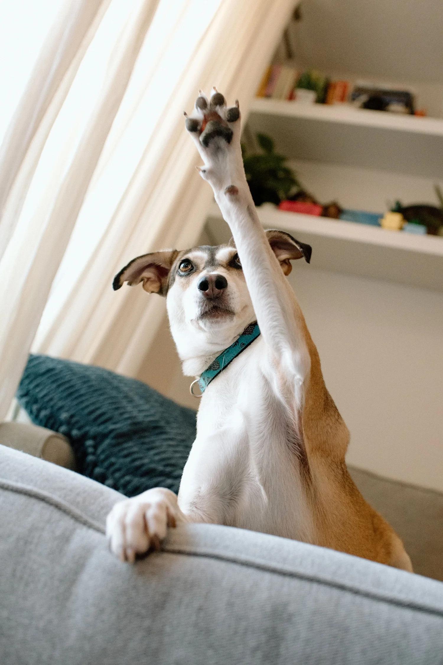 CRYSTAL, ADOPTABLE, Adult Female Mixed Breed.