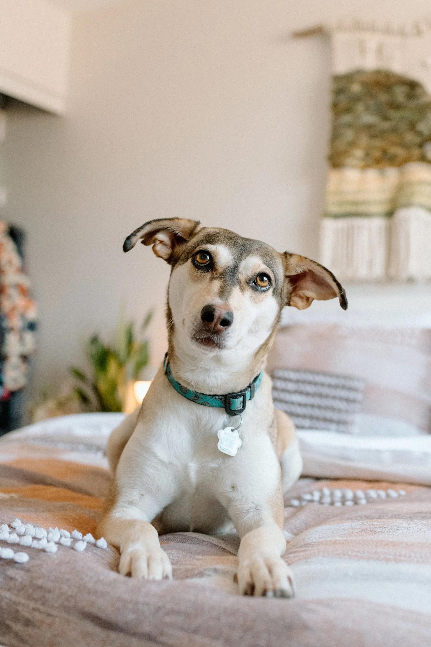 Enlarge CRYSTAL, a ADOPTABLE Mixed Breed in North York, ON image 5/6